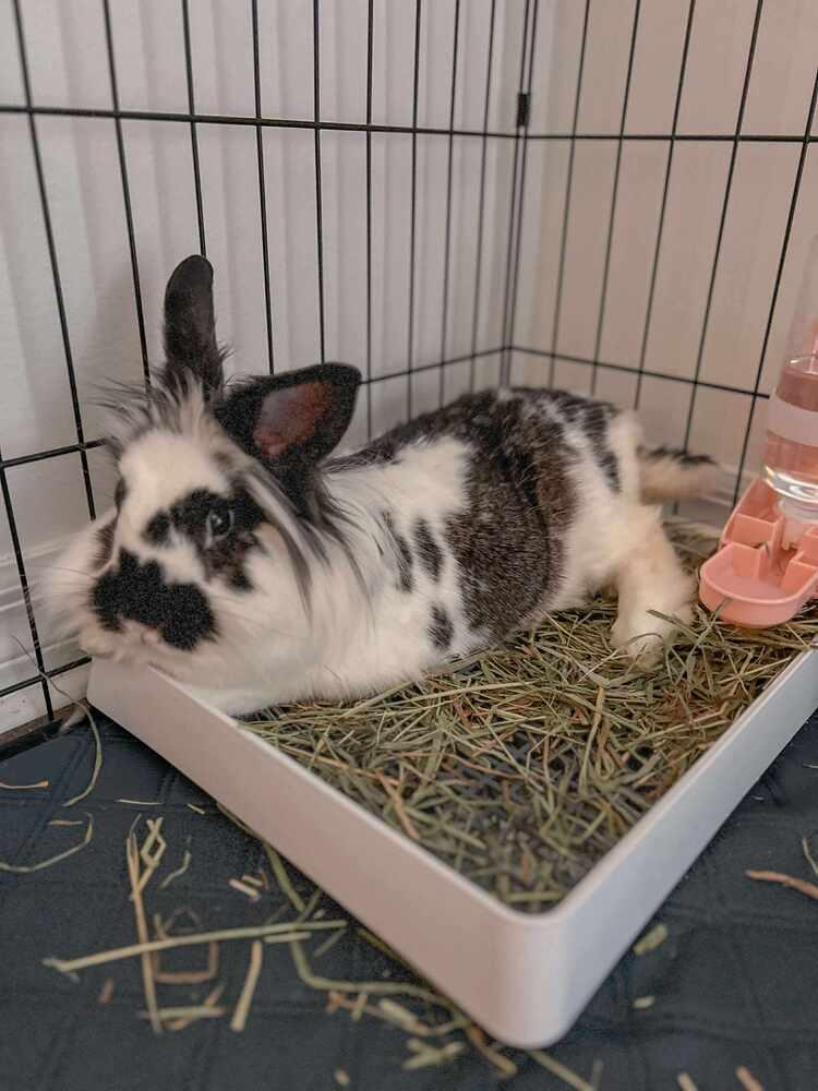 Enlarge Storm and Marlin, a Adoptable Lionhead in Melbourne, FL image 1/5