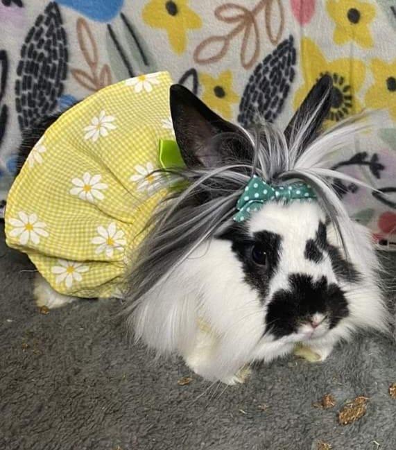 Enlarge Storm and Marlin, a Adoptable Lionhead in Melbourne, FL image 2/5