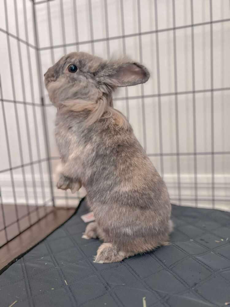 Enlarge Storm and Marlin, a Adoptable Lionhead in Melbourne, FL image 3/5