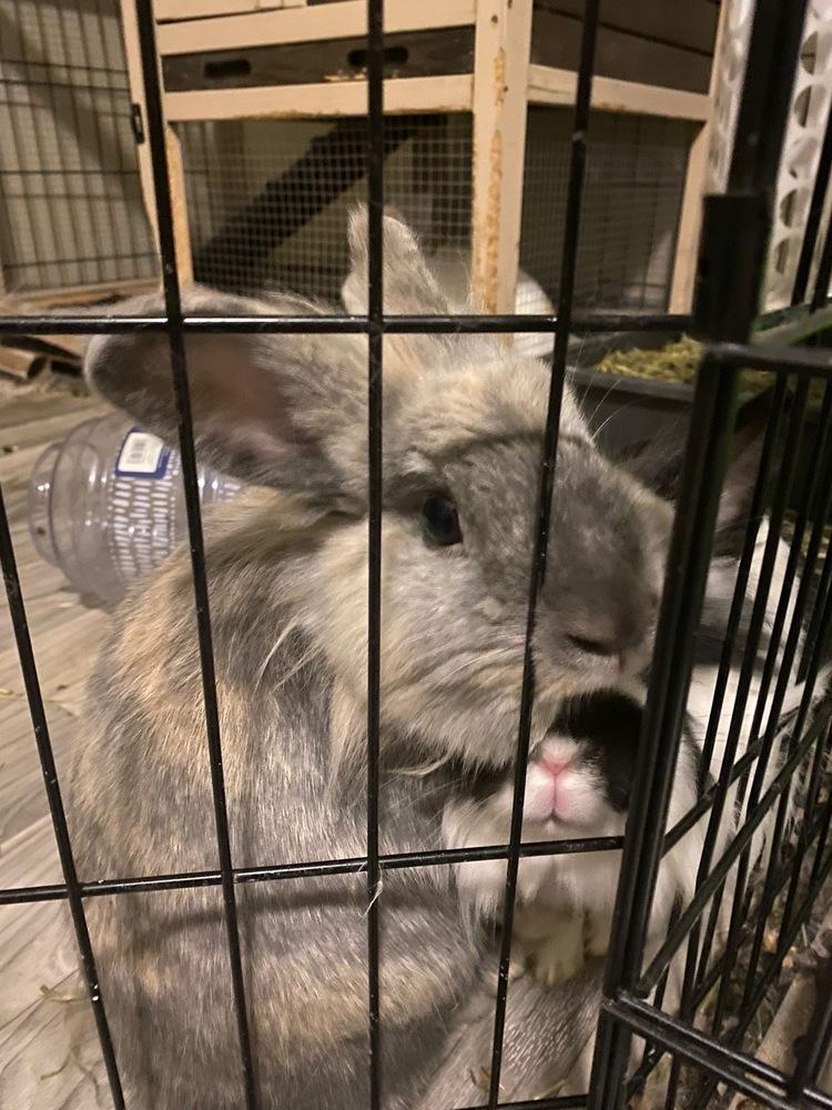 Enlarge Storm and Marlin, a Adoptable Lionhead in Melbourne, FL image 4/5
