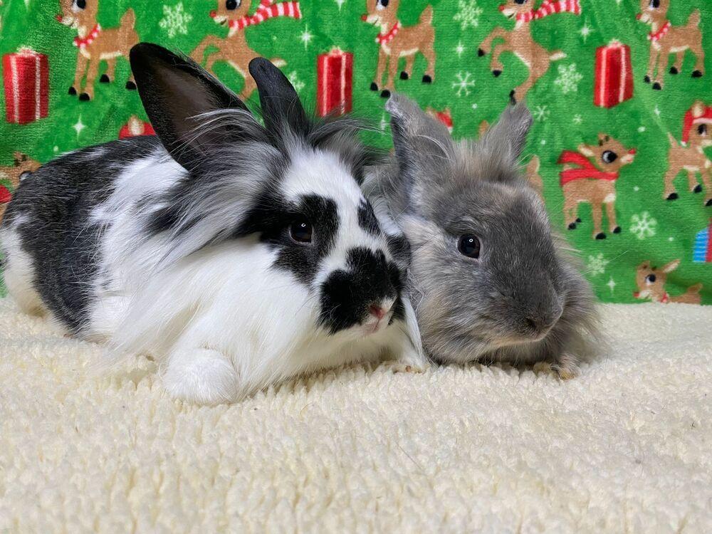 Enlarge Storm and Marlin, a Adoptable Lionhead in Melbourne, FL image 5/5