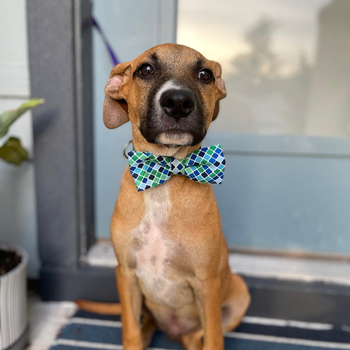 Dog for adoption Justin Timberlake, a Boxer & Shepherd Mix in