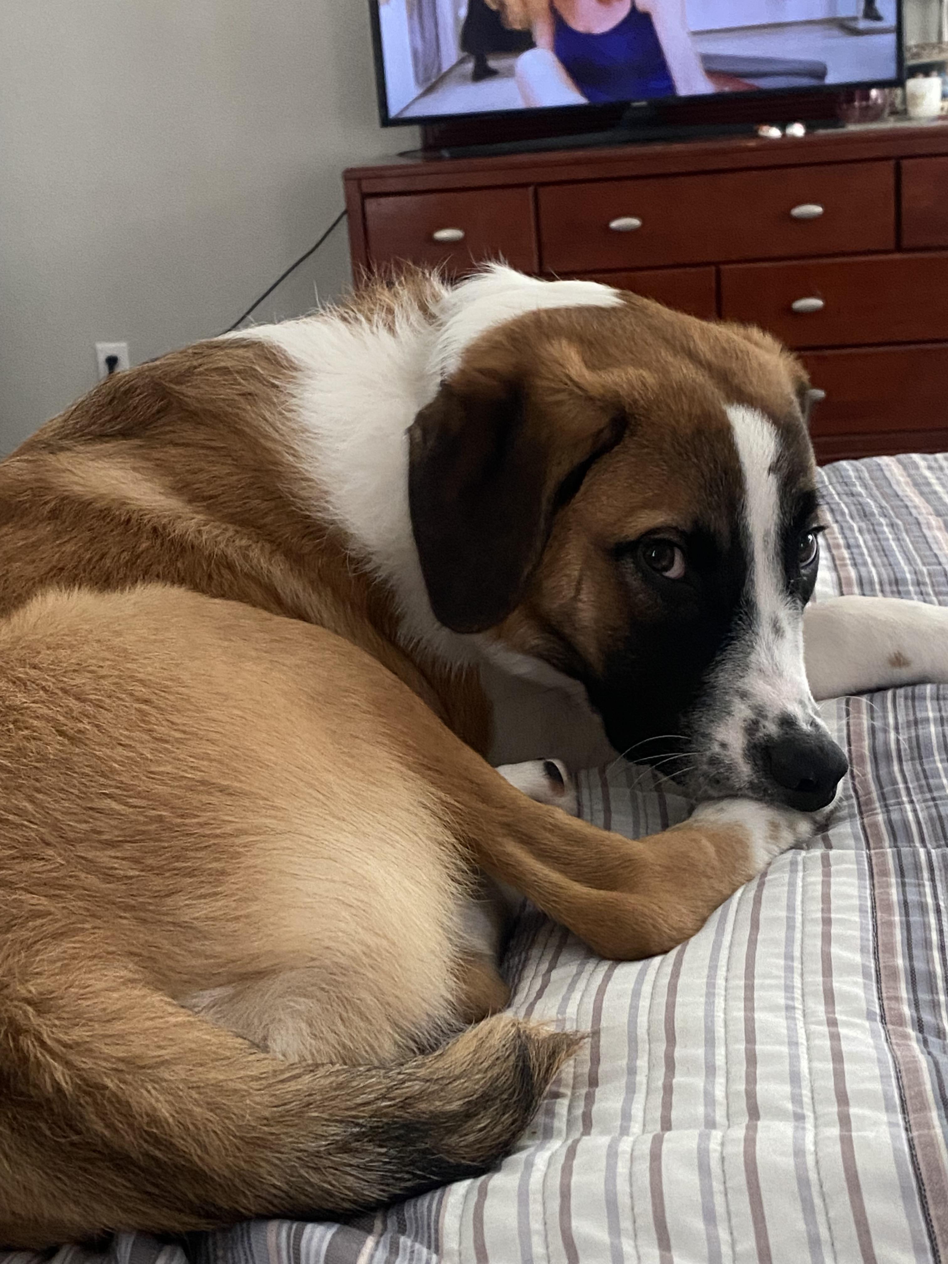 Enlarge Cooper, a Adopted mixed breed in Double Oak, TX image 1/3