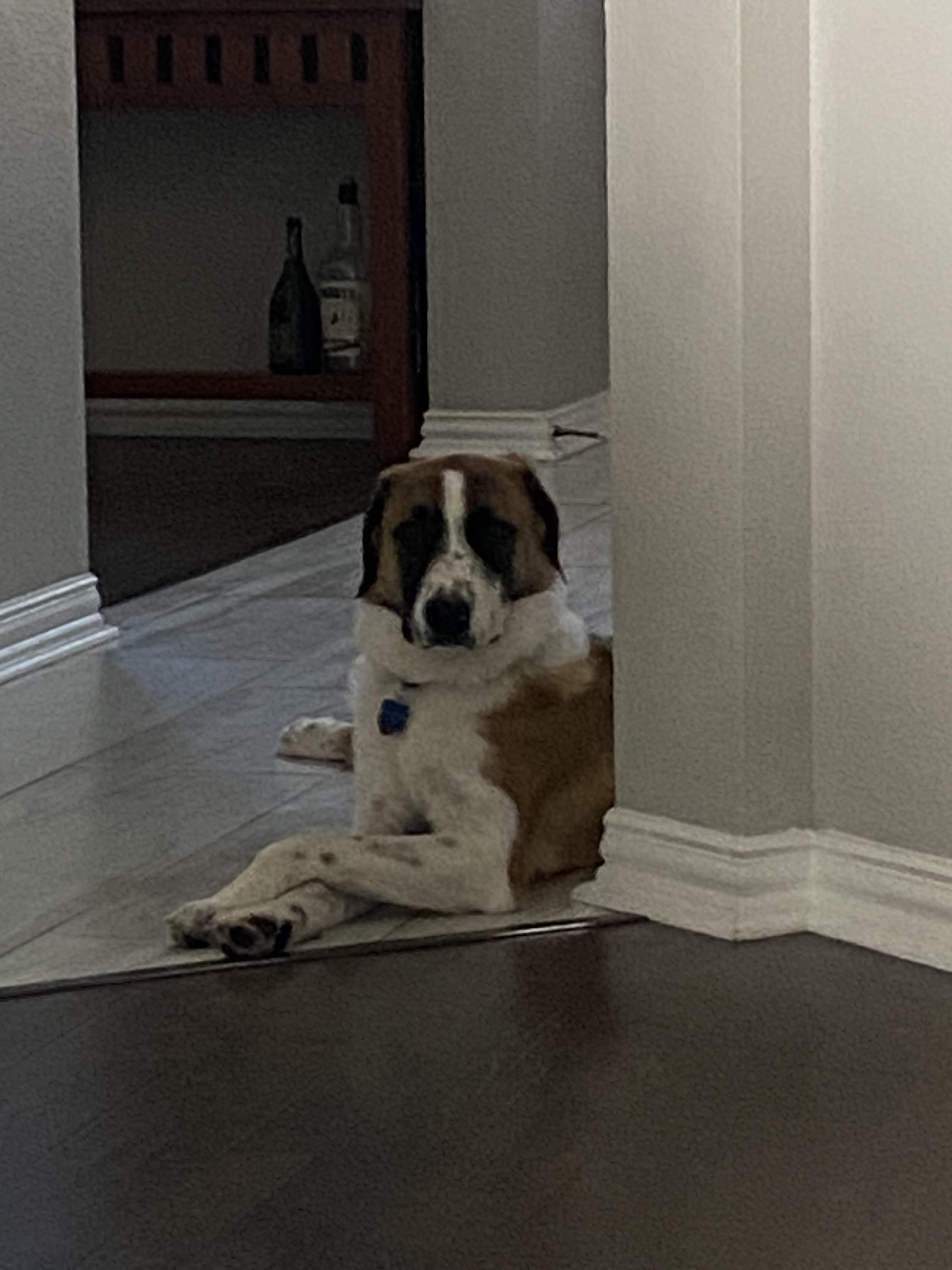 Enlarge Cooper, a Adopted mixed breed in Double Oak, TX image 2/3