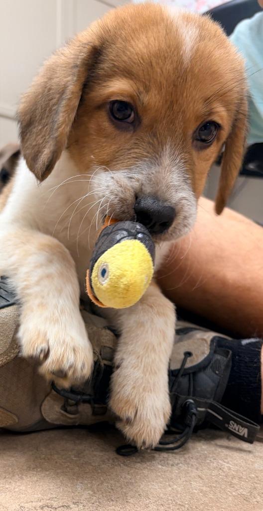 Enlarge Brooks, a Adoptable mixed breed in Batesville, AR image 1/1