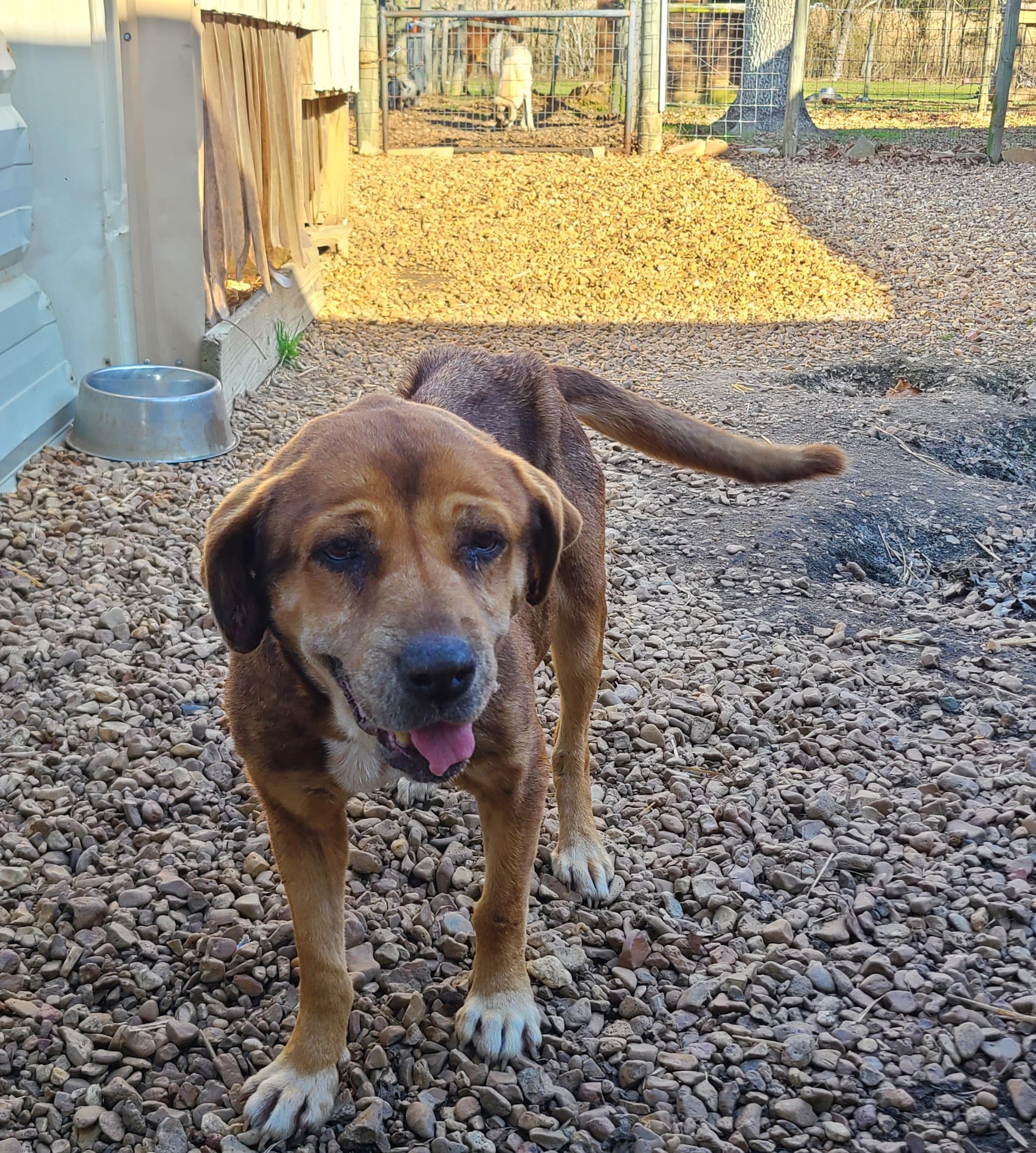 ~ Courtesy - Bahia Jenssen, Senior Female Mixed Breed