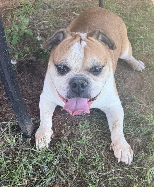 Enlarge Boss, a Adoptable English Bulldog in Carrollton, GA image 1/3