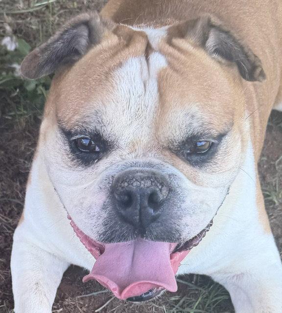 Enlarge Boss, a Adoptable English Bulldog in Carrollton, GA image 2/3