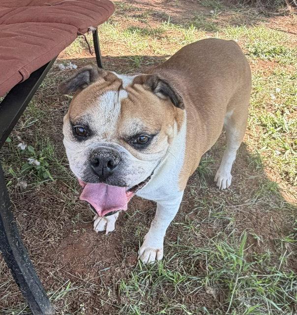 Enlarge Boss, a Adoptable English Bulldog in Carrollton, GA image 3/3