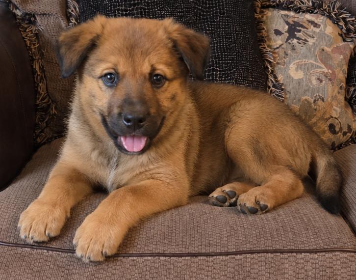 Enlarge Mojo, a ADOPTABLE mixed breed in Kimball, MI image 1/1