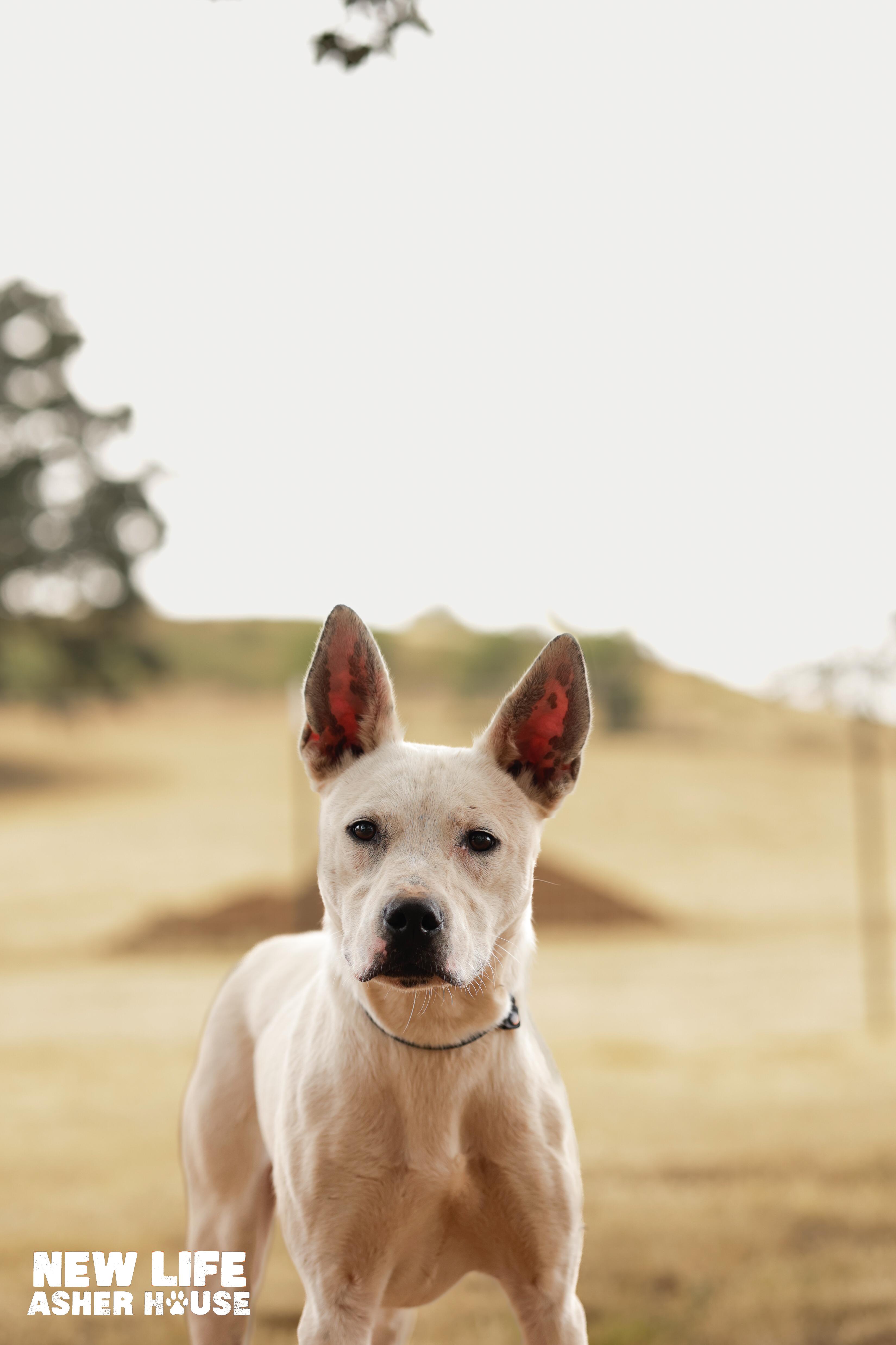 Ace, a Adoptable mixed breed in Portland, OR image 5/5