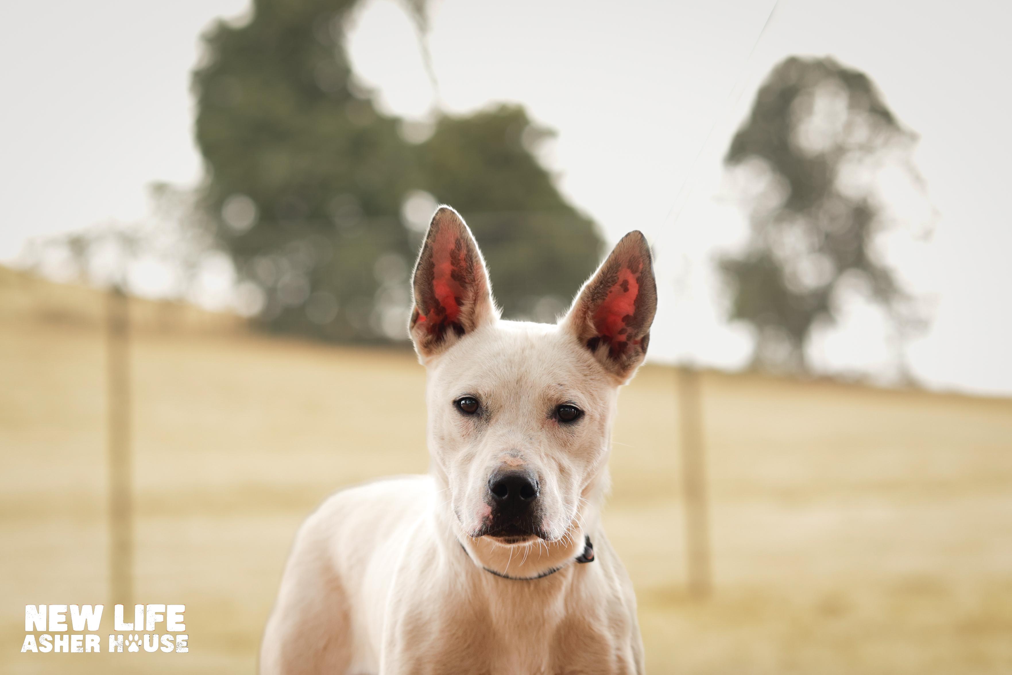 Ace, a Adoptable mixed breed in Portland, OR image 1/5