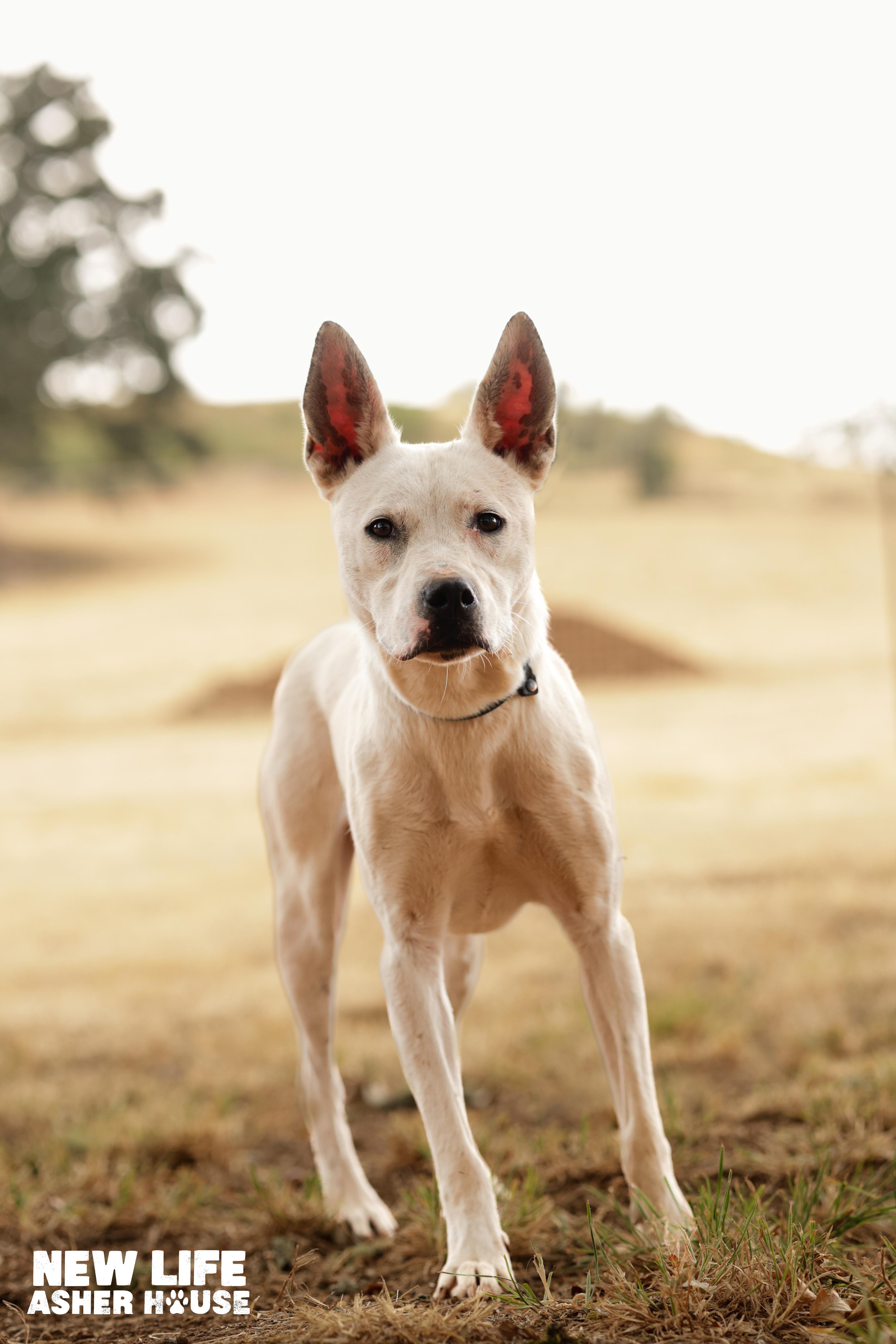 Ace, a Adoptable mixed breed in Portland, OR image 3/5