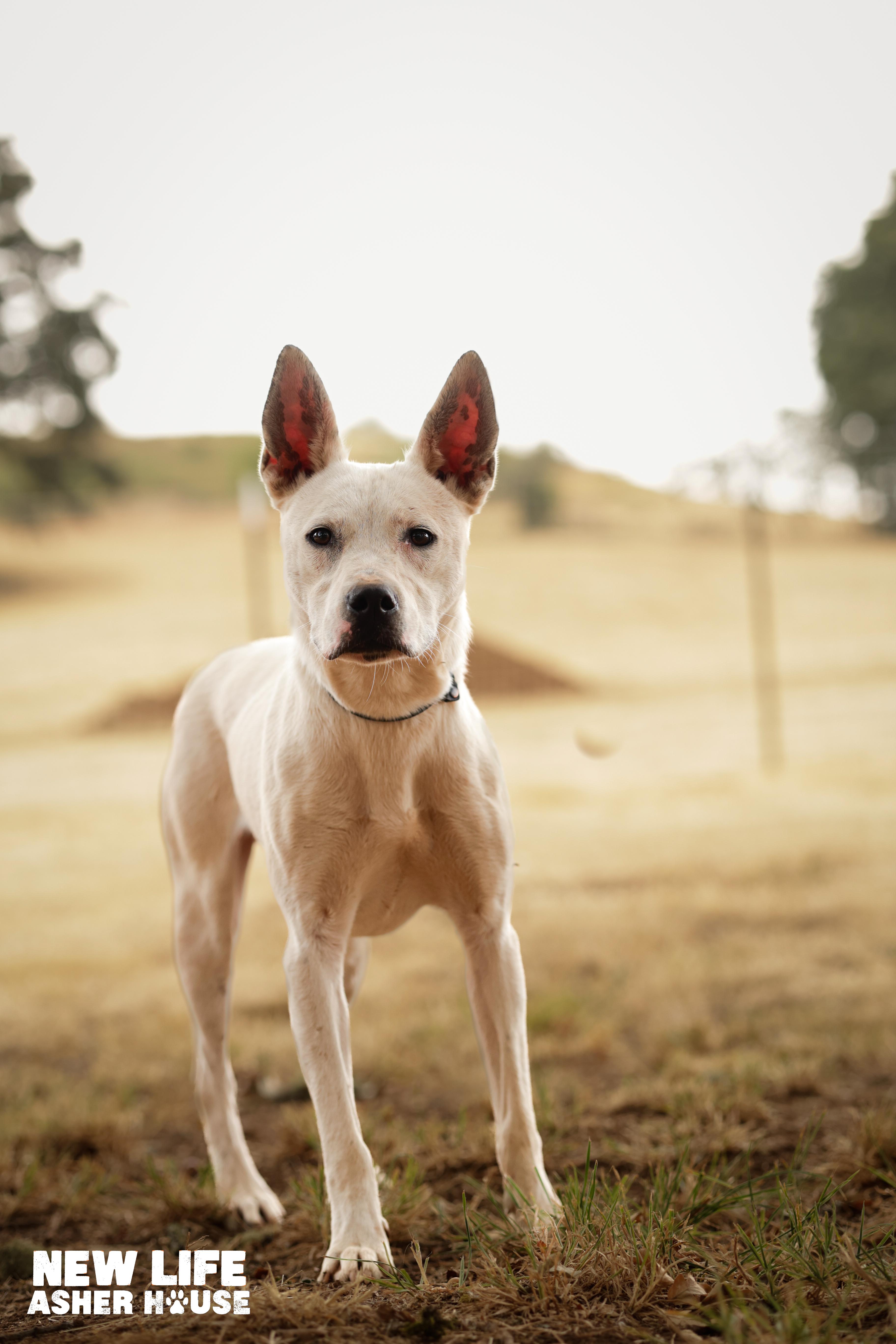 Ace, a Adoptable mixed breed in Portland, OR image 2/5