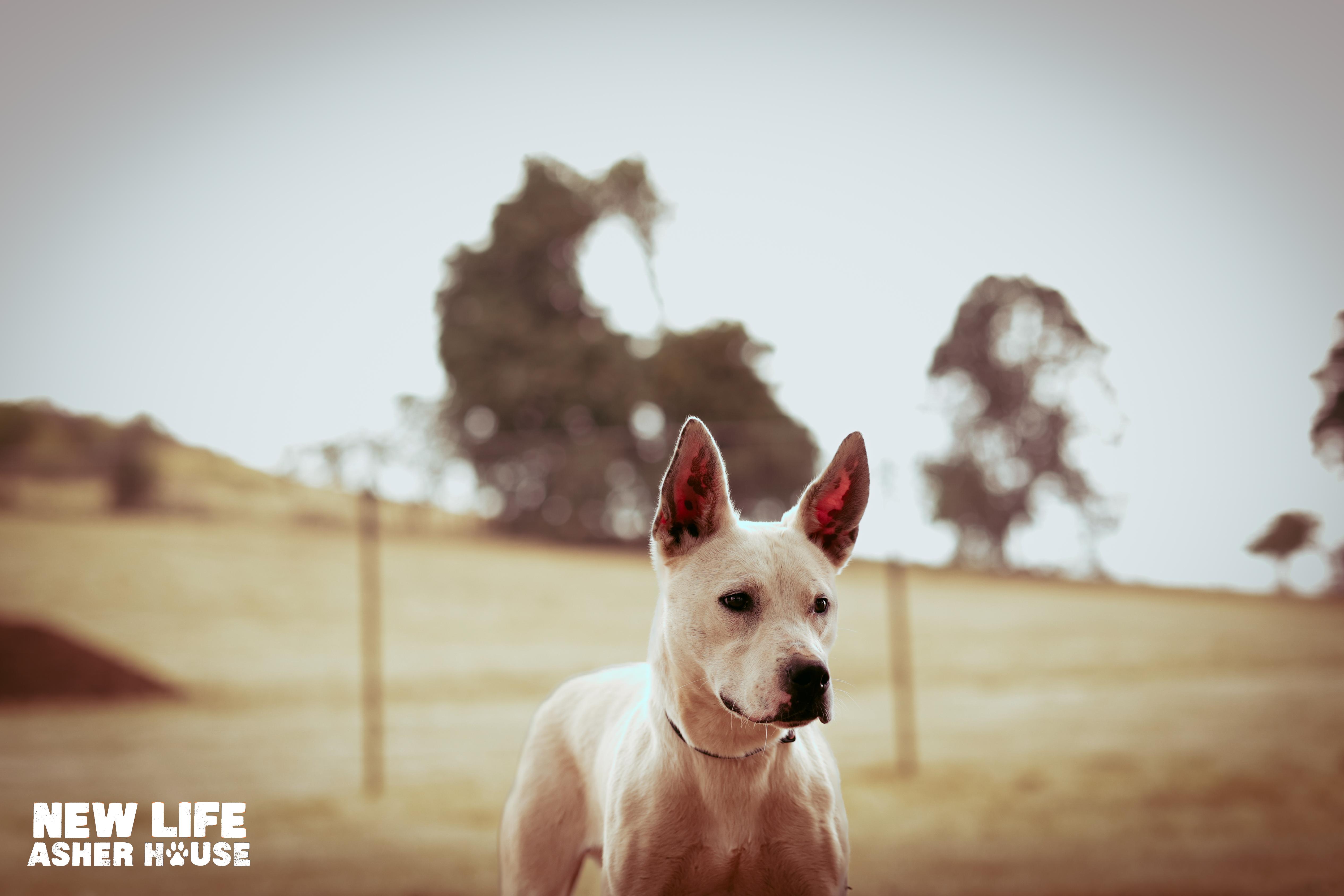 Ace, a Adoptable mixed breed in Portland, OR image 4/5