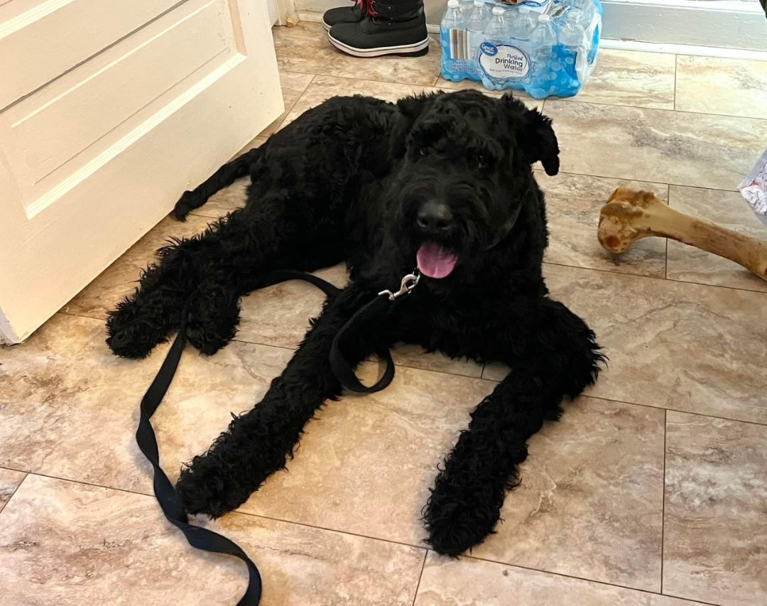 Milo, Adopted, Adult Male Giant Schnauzer.