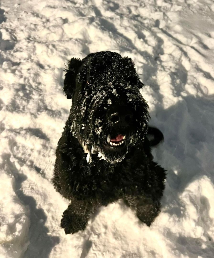 Enlarge Milo, a Adopted Giant Schnauzer in Waterford, NY image 2/12