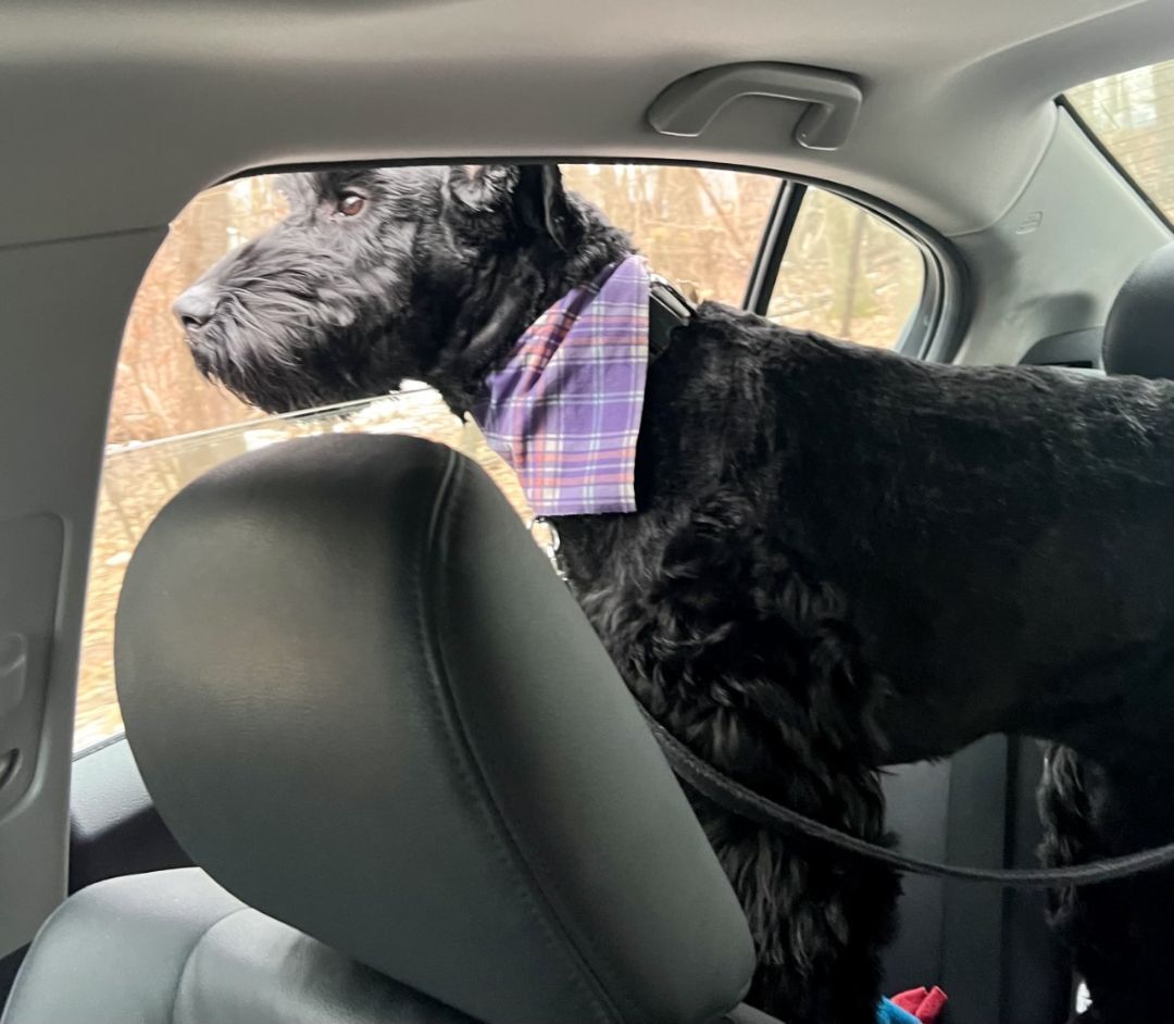 Enlarge Milo, a Adopted Giant Schnauzer in Waterford, NY image 3/12
