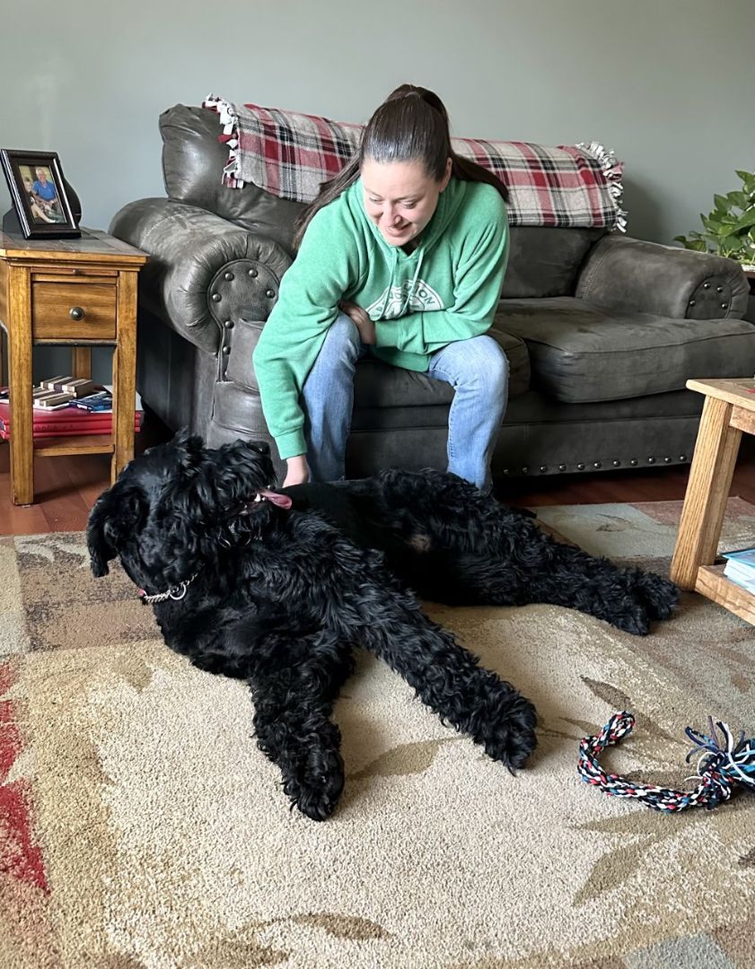 Enlarge Milo, a Adopted Giant Schnauzer in Waterford, NY image 6/12