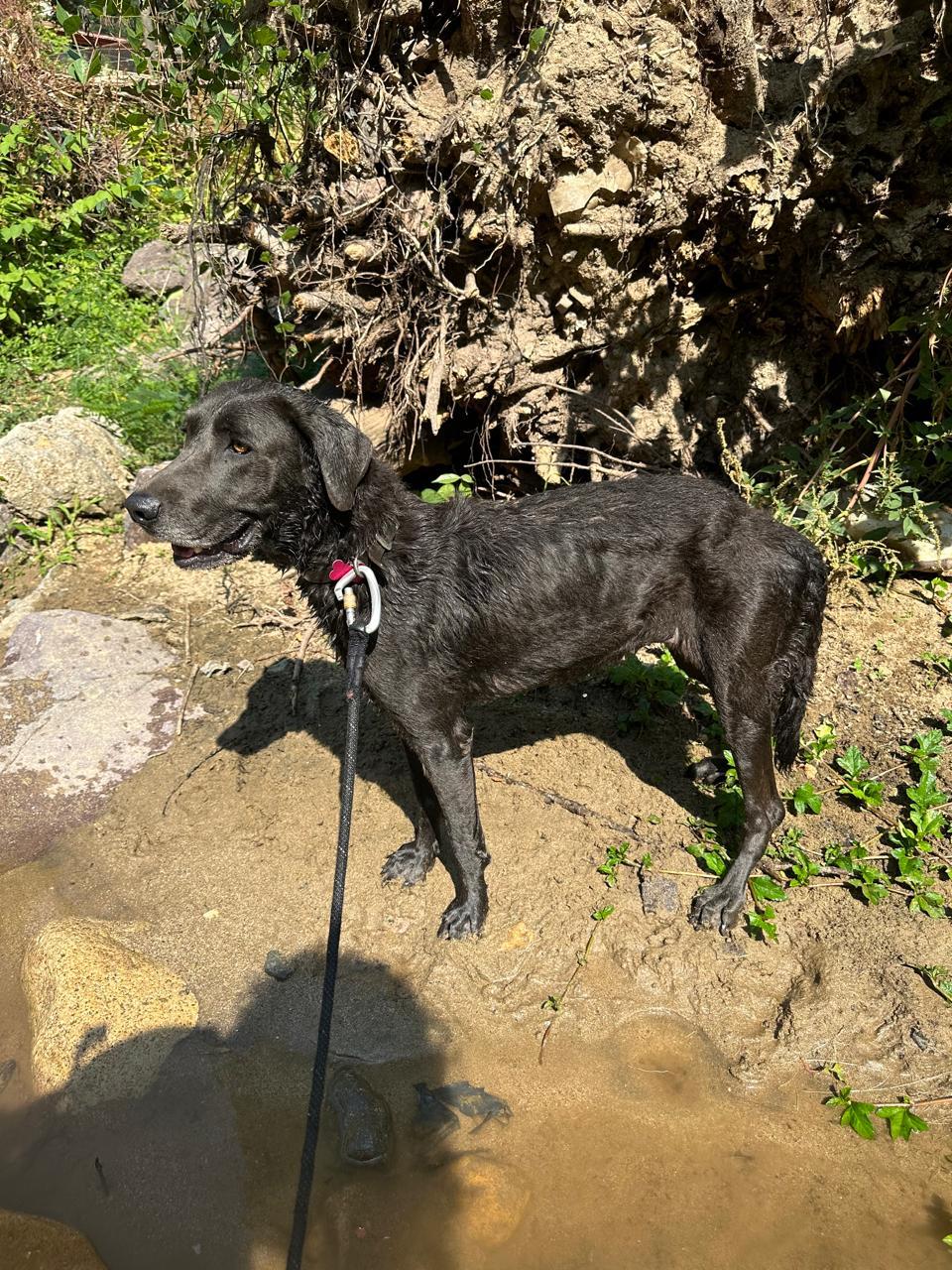 Enlarge Camal, a Adoptable mixed breed in San Diego, CA image 4/6