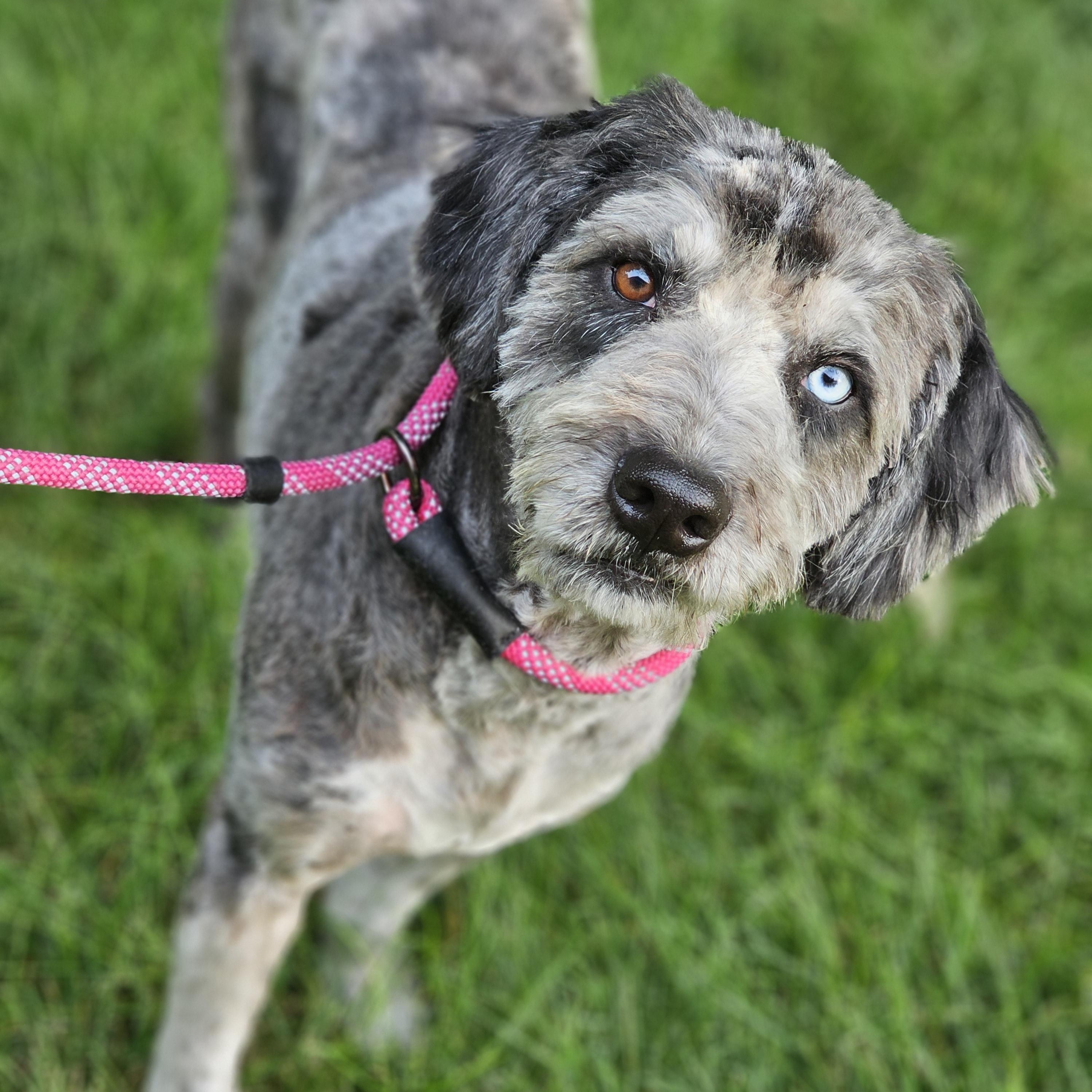 Chewy aussiedoodle Springfield, Adoptable, Adult Male Aussiedoodle.