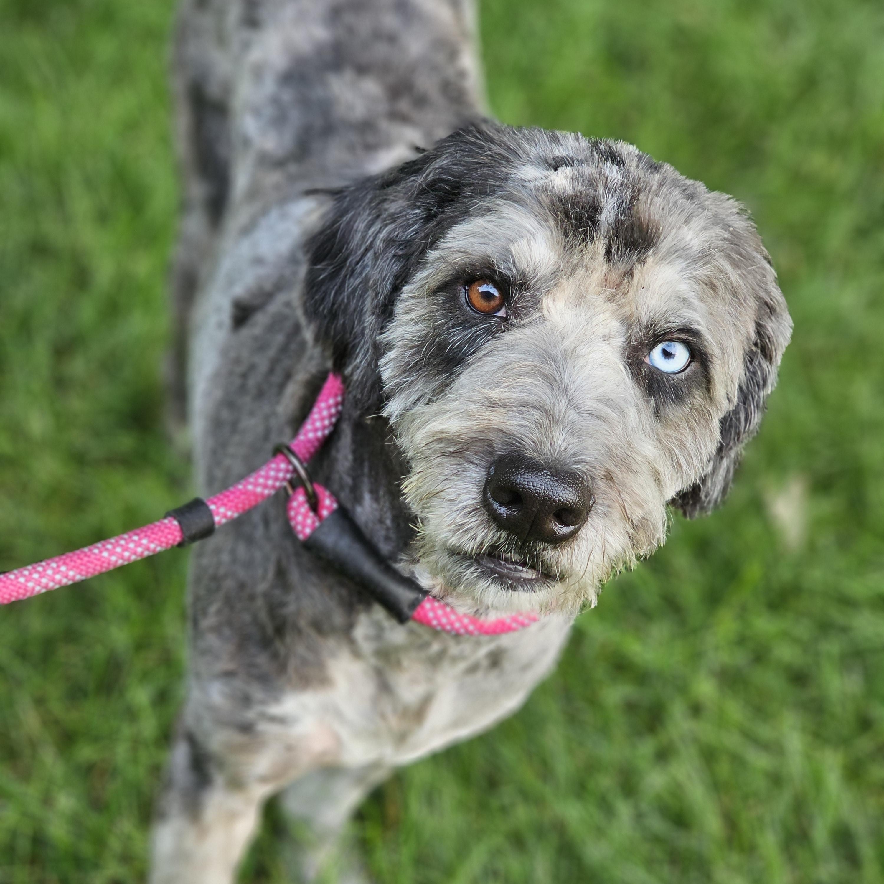 Enlarge Chewy aussiedoodle Springfield, a Adoptable Aussiedoodle in Springfield , IL image 5/6