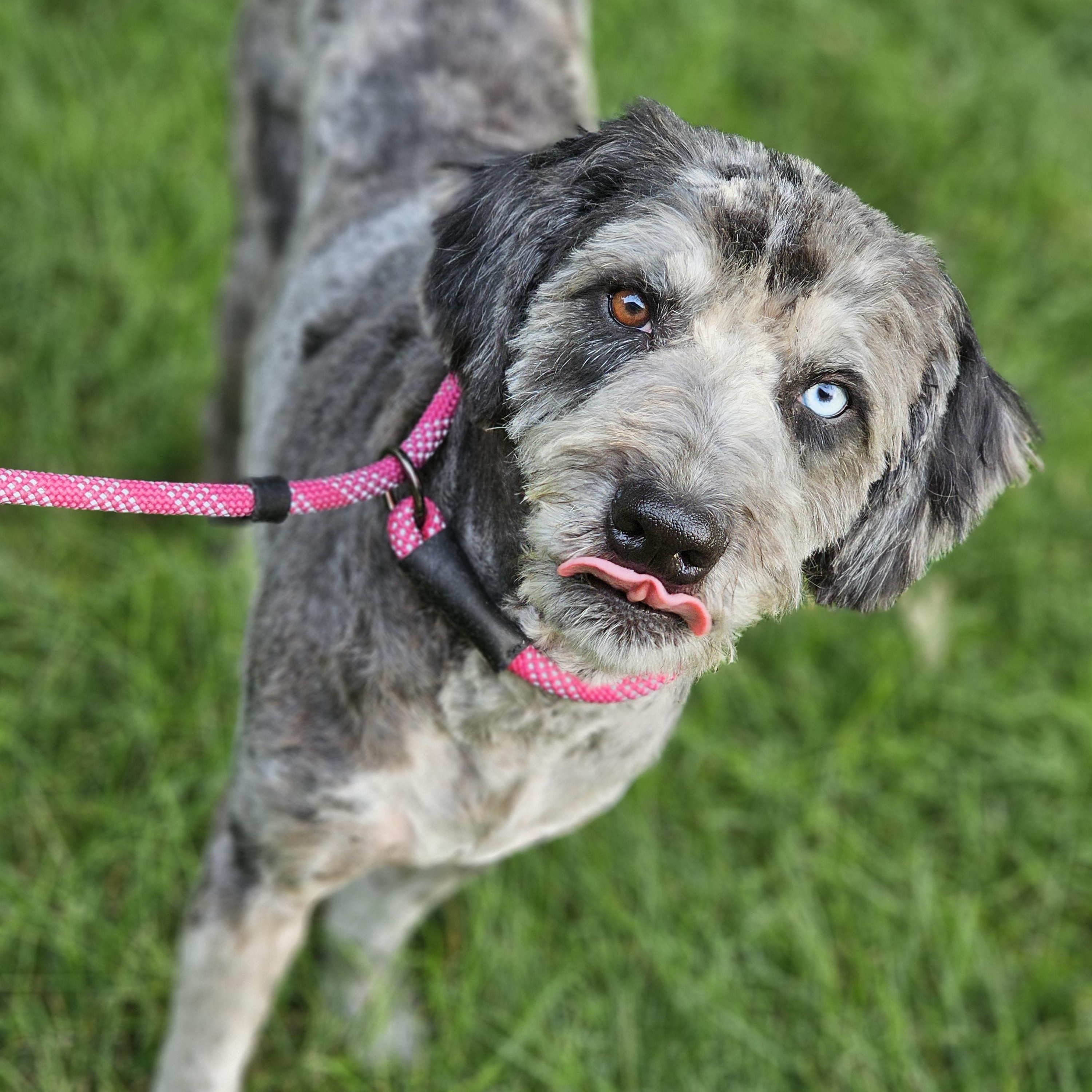 Enlarge Chewy aussiedoodle Springfield, a Adoptable Aussiedoodle in Springfield , IL image 2/6