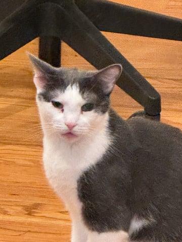 Enlarge Missy, a Adoptable Domestic Short Hair in Huntington, NY image 1/1