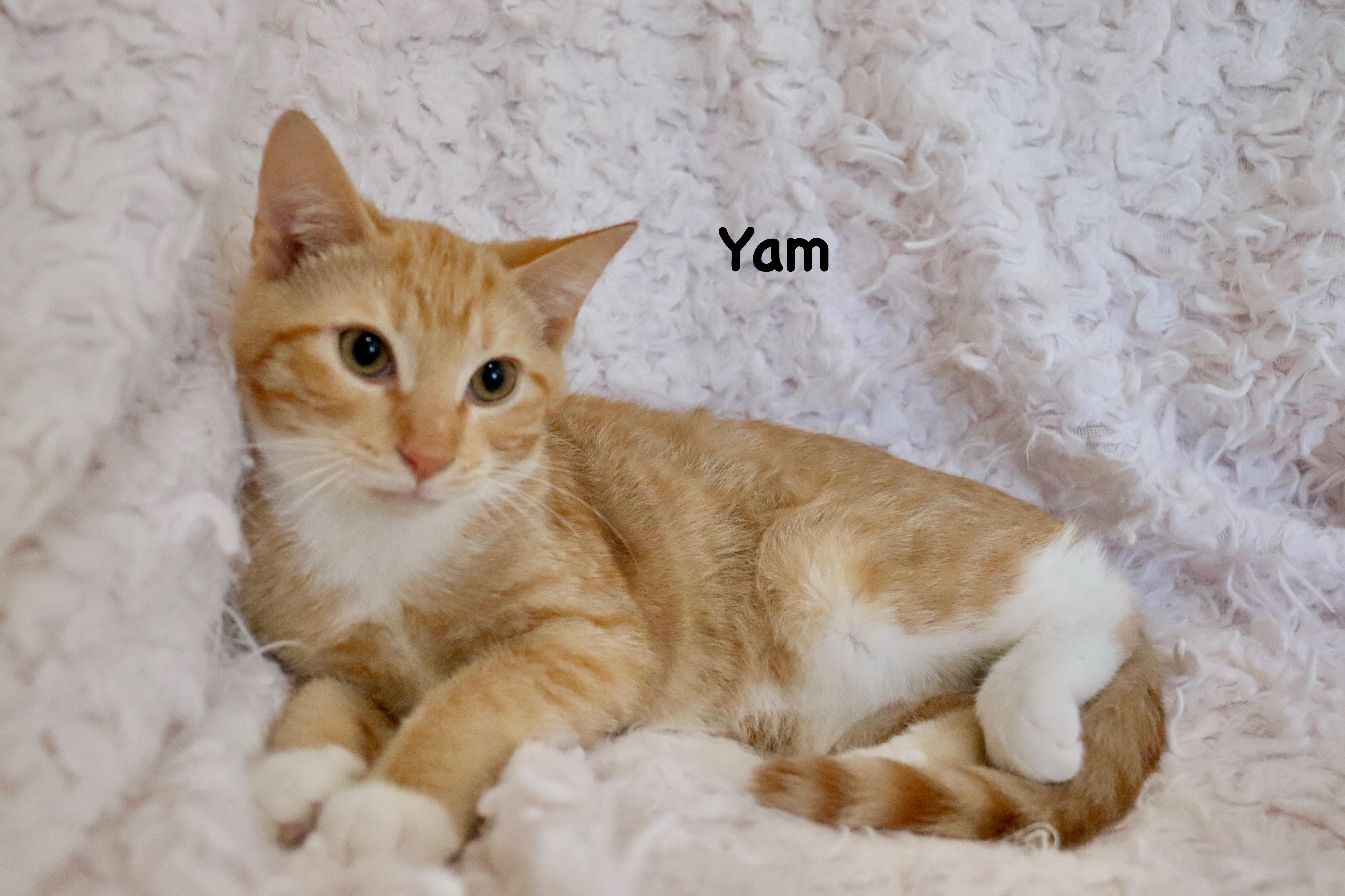 Yam