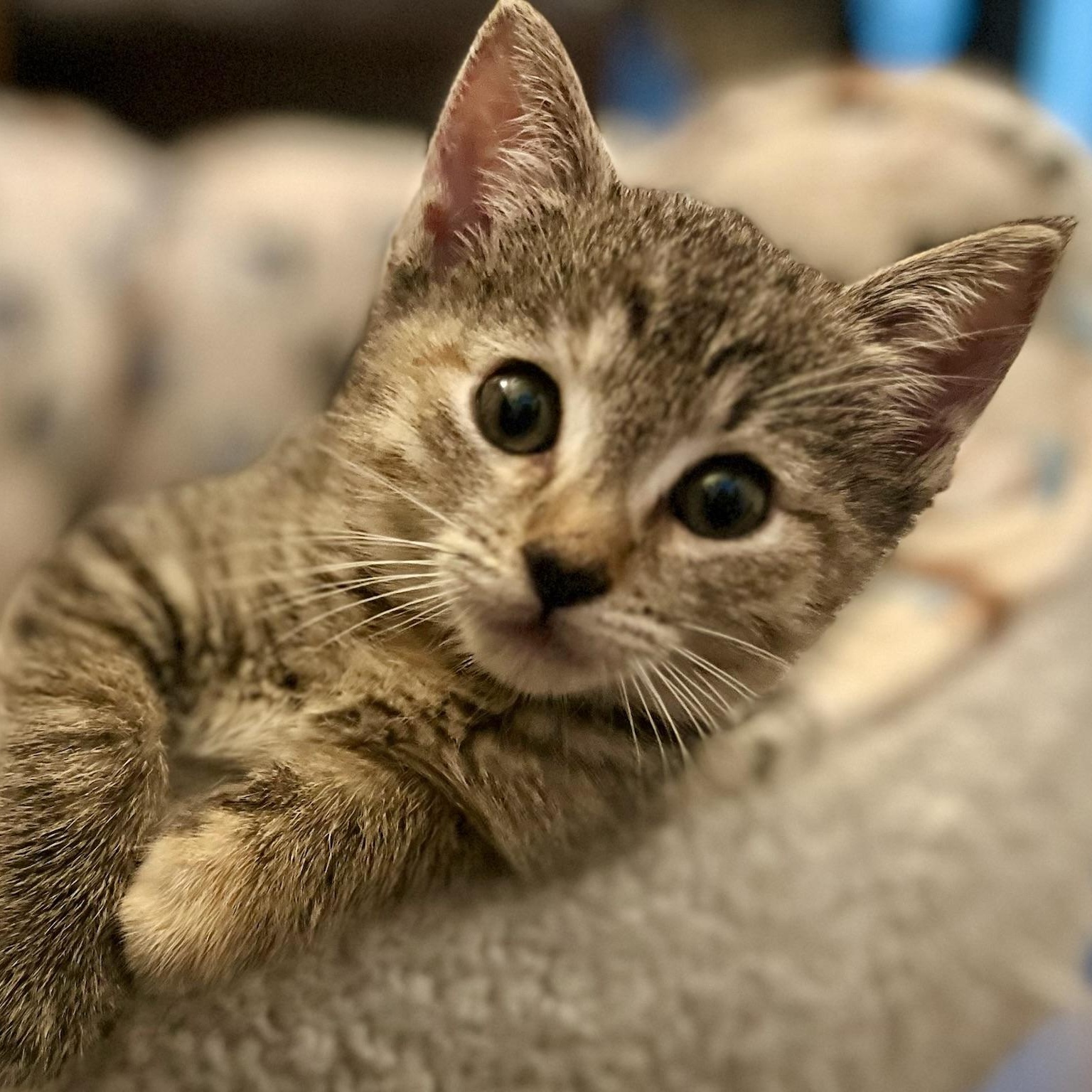 Stargazer & Tautog, a ADOPTABLE Domestic Short Hair in brooklyn, NY image 4/6