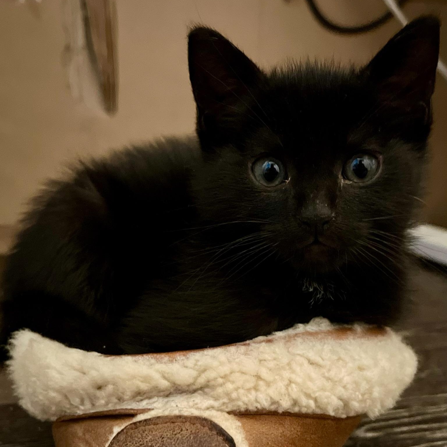 Stargazer & Tautog, a ADOPTABLE Domestic Short Hair in brooklyn, NY image 5/6