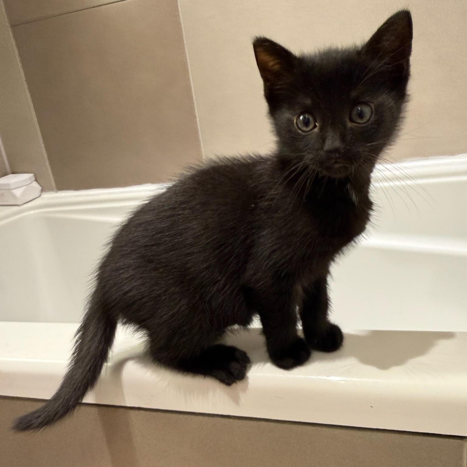 Stargazer & Tautog, a ADOPTABLE Domestic Short Hair in brooklyn, NY image 3/6