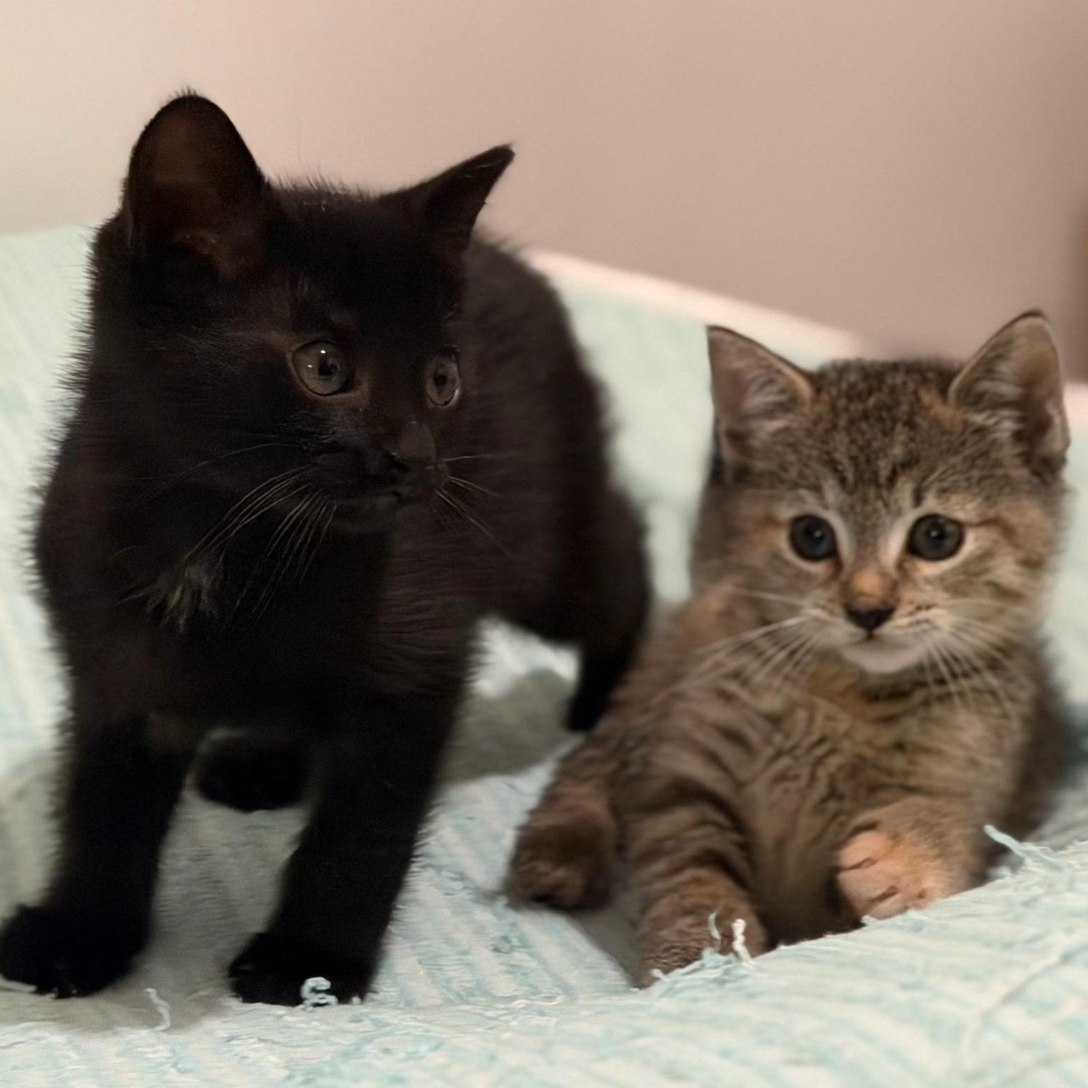 Stargazer & Tautog, ADOPTABLE, Kitten Male Domestic Short Hair.