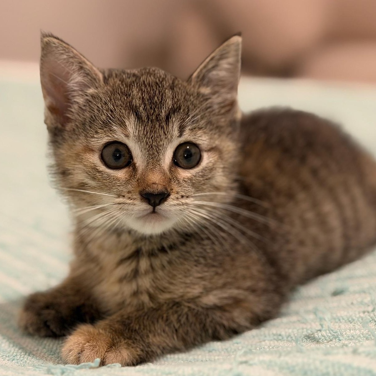 Stargazer & Tautog, a ADOPTABLE Domestic Short Hair in brooklyn, NY image 2/6