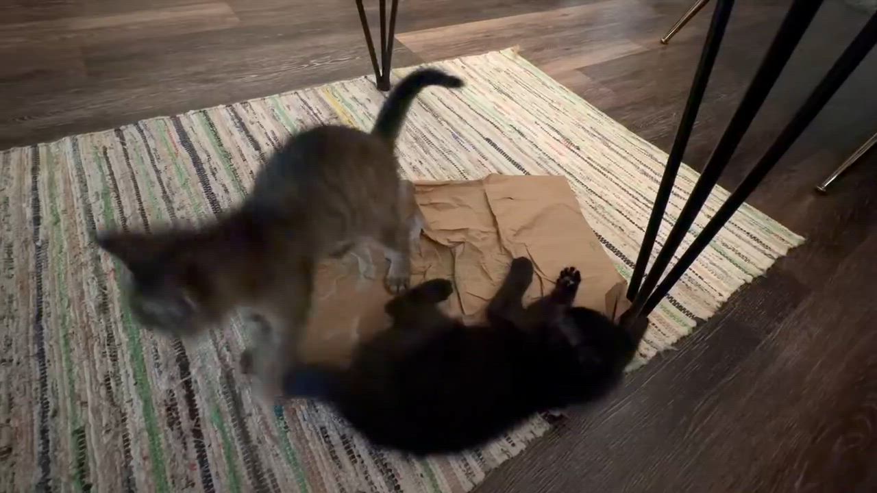 Enlarge Stargazer & Tautog, a ADOPTABLE Domestic Short Hair in brooklyn, NY video 6/6