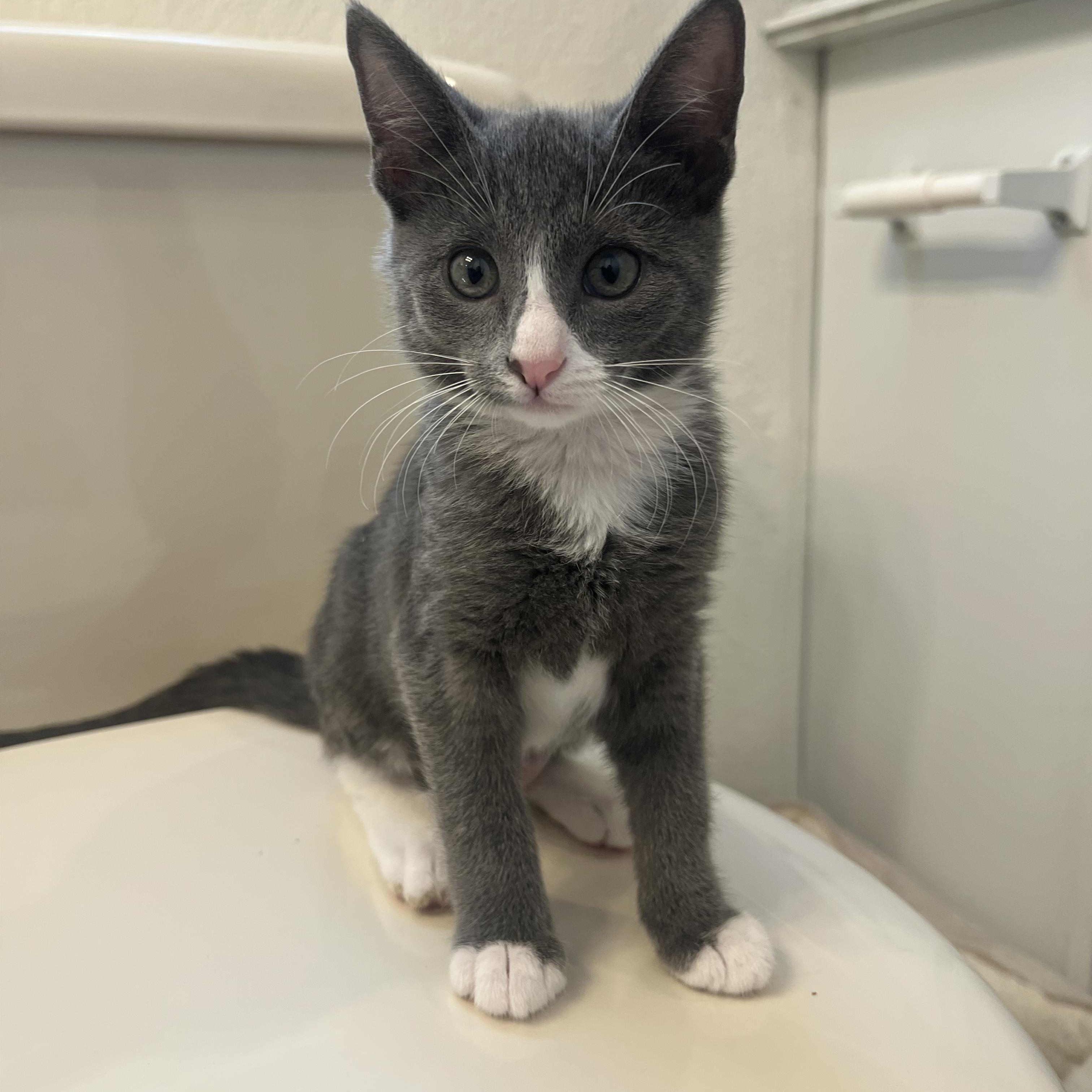 Poppy, Adoptable, Kitten Female Tuxedo.