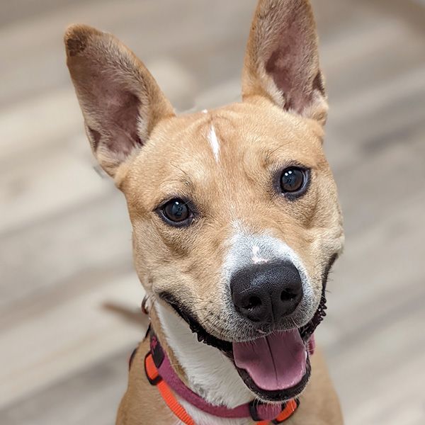 Timmy, a Adoptable mixed breed in Phoenix, AZ image 1/5