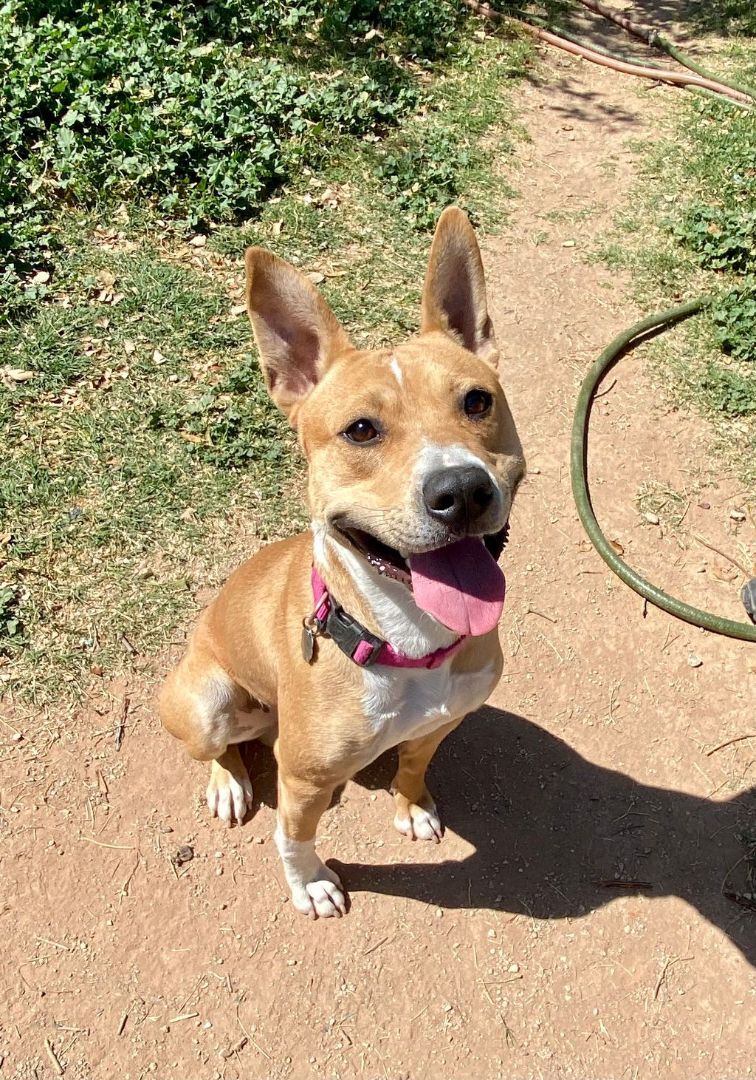 Timmy, a Adoptable mixed breed in Phoenix, AZ image 4/5