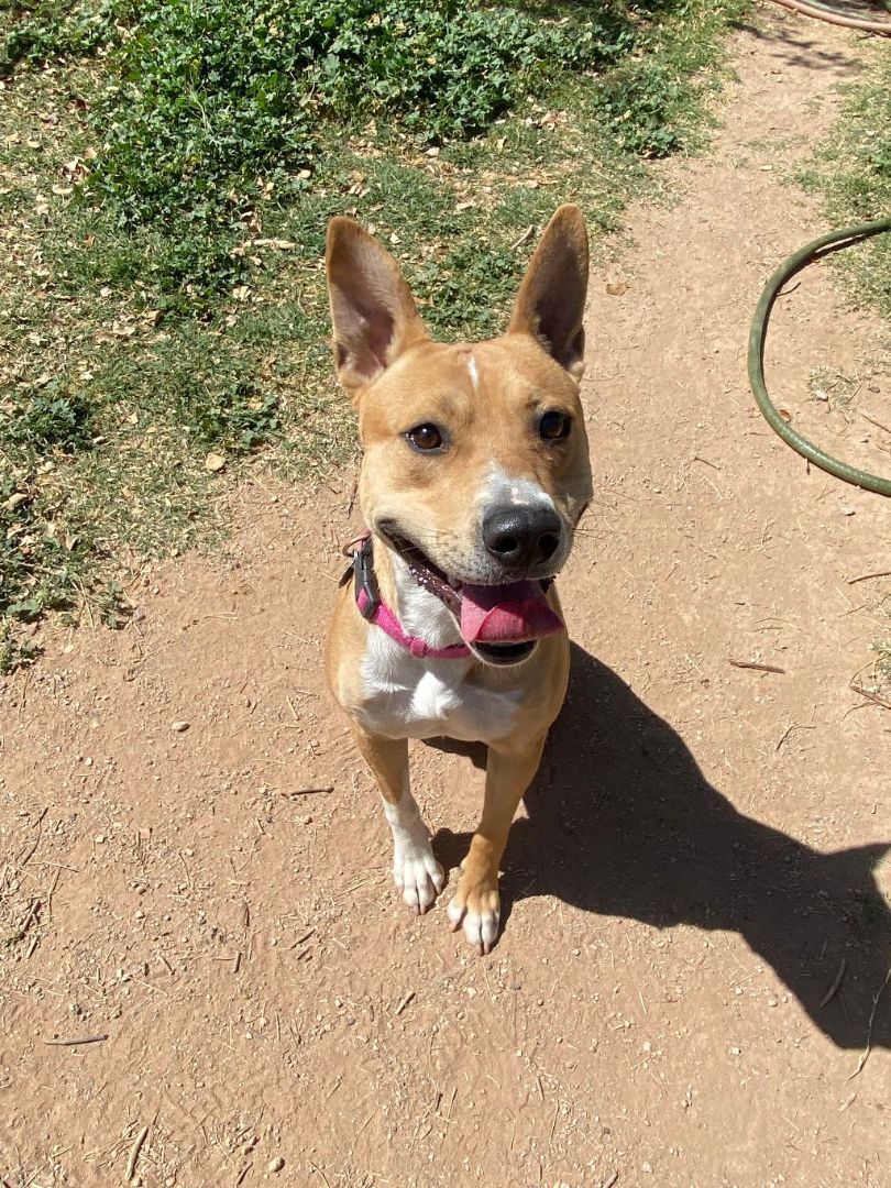 Timmy, a Adoptable mixed breed in Phoenix, AZ image 5/5