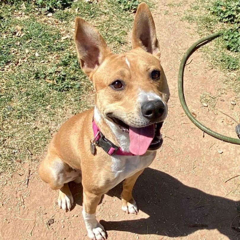 Timmy, a Adoptable mixed breed in Phoenix, AZ image 2/5