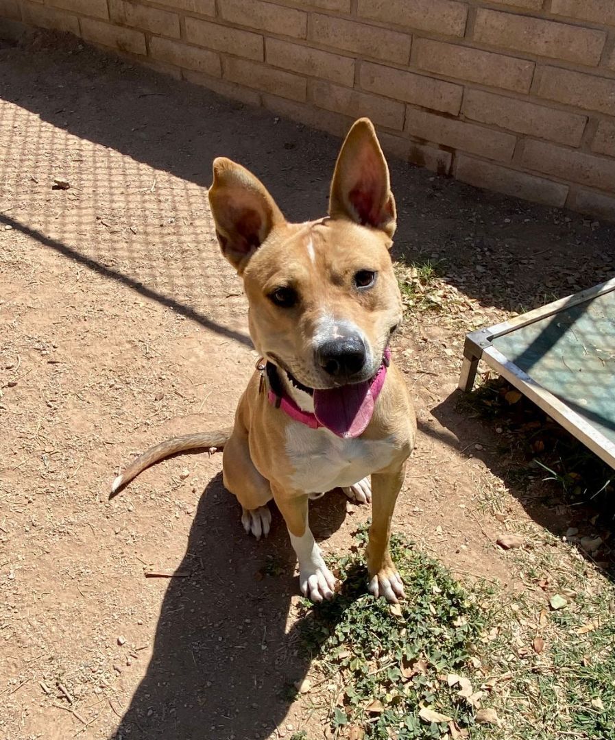 Timmy, a Adoptable mixed breed in Phoenix, AZ image 3/5