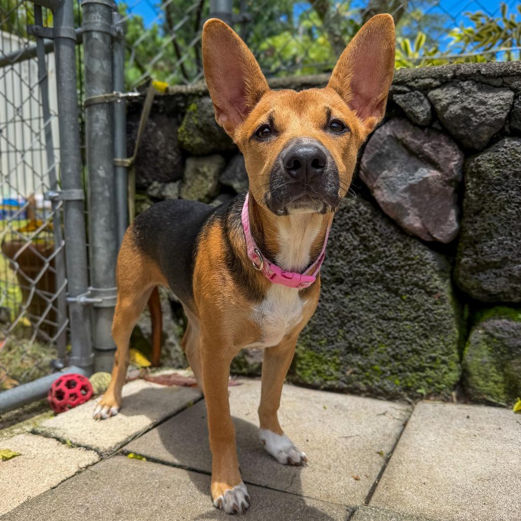 Enlarge Rosie, a Adoptable mixed breed in Keaau, HI image 1/1