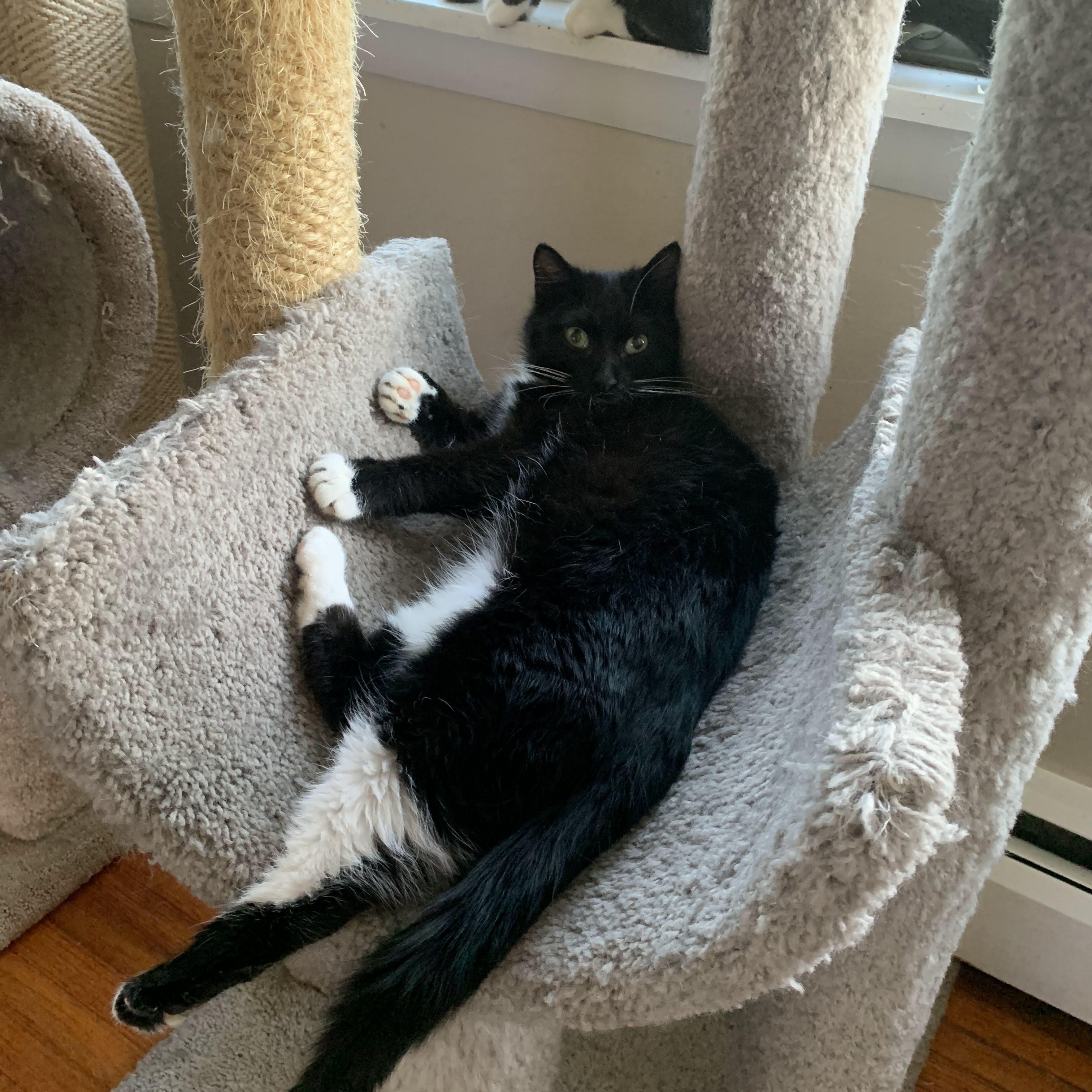 Nova, an adoptable Domestic Short Hair in Buffalo, NY_image-1