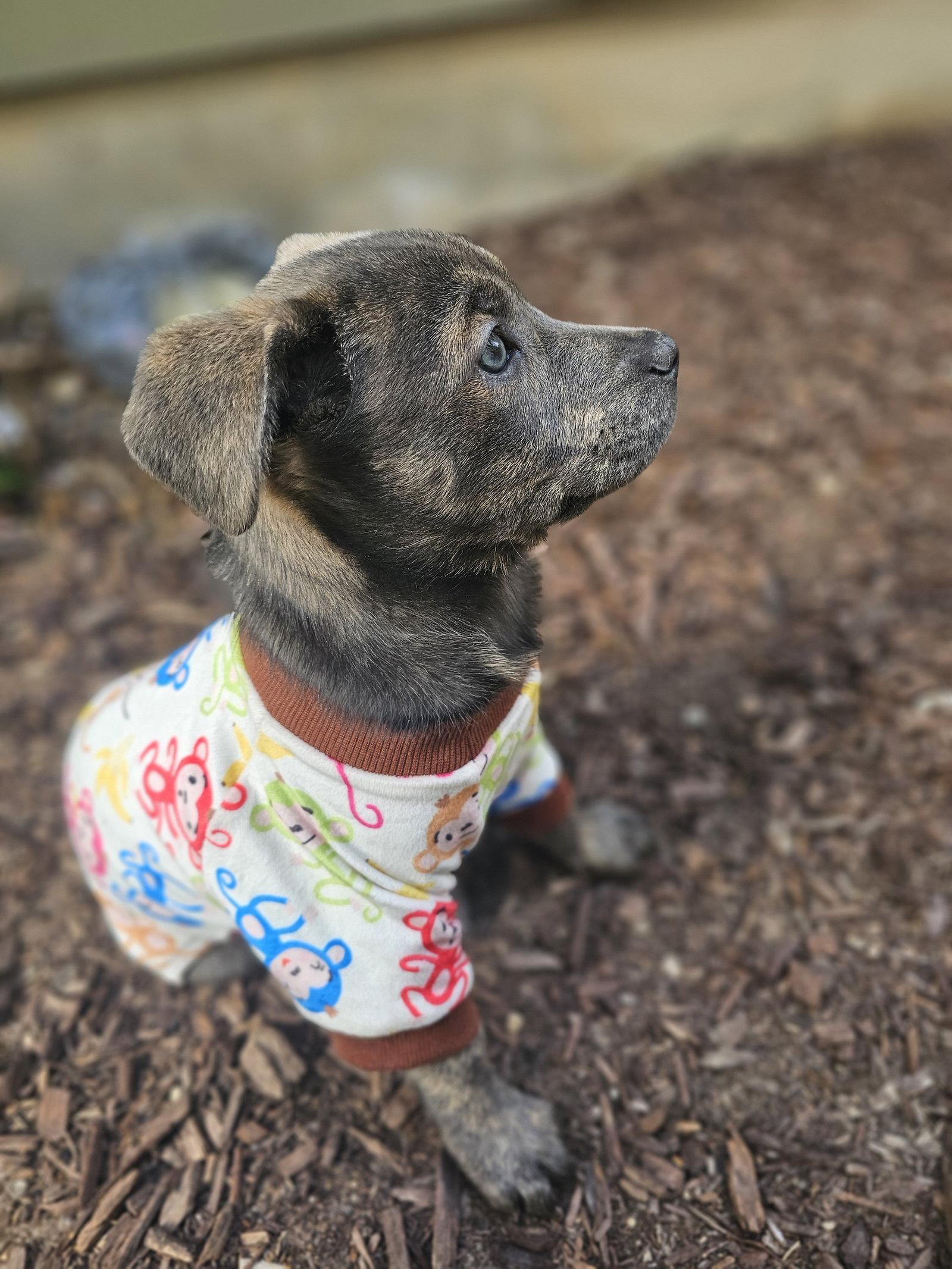 Mazy, Adopted, Puppy Female Labrador Retriever.