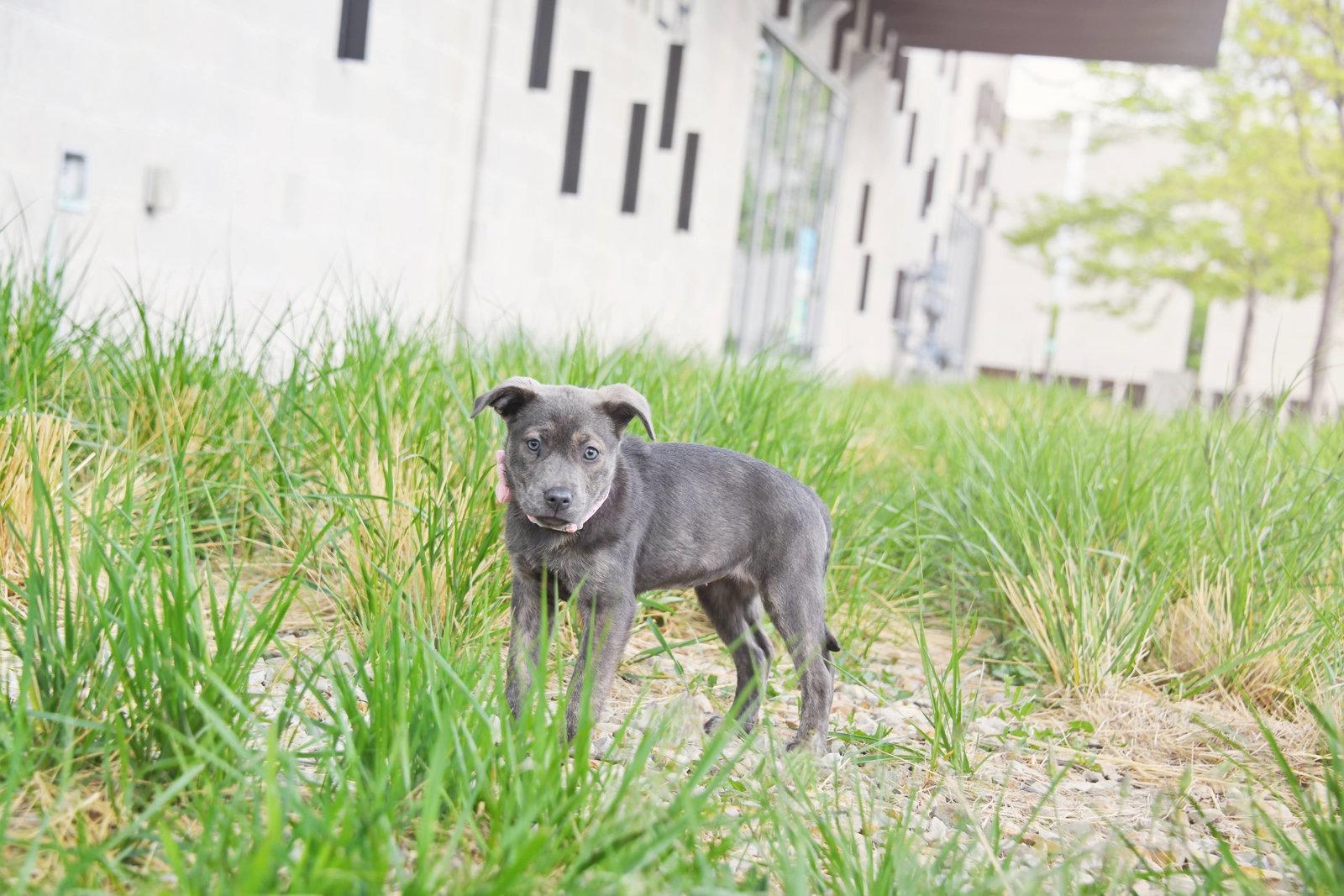 Enlarge Mazy, a Adopted Labrador Retriever in Salt Lake City, UT image 2/3