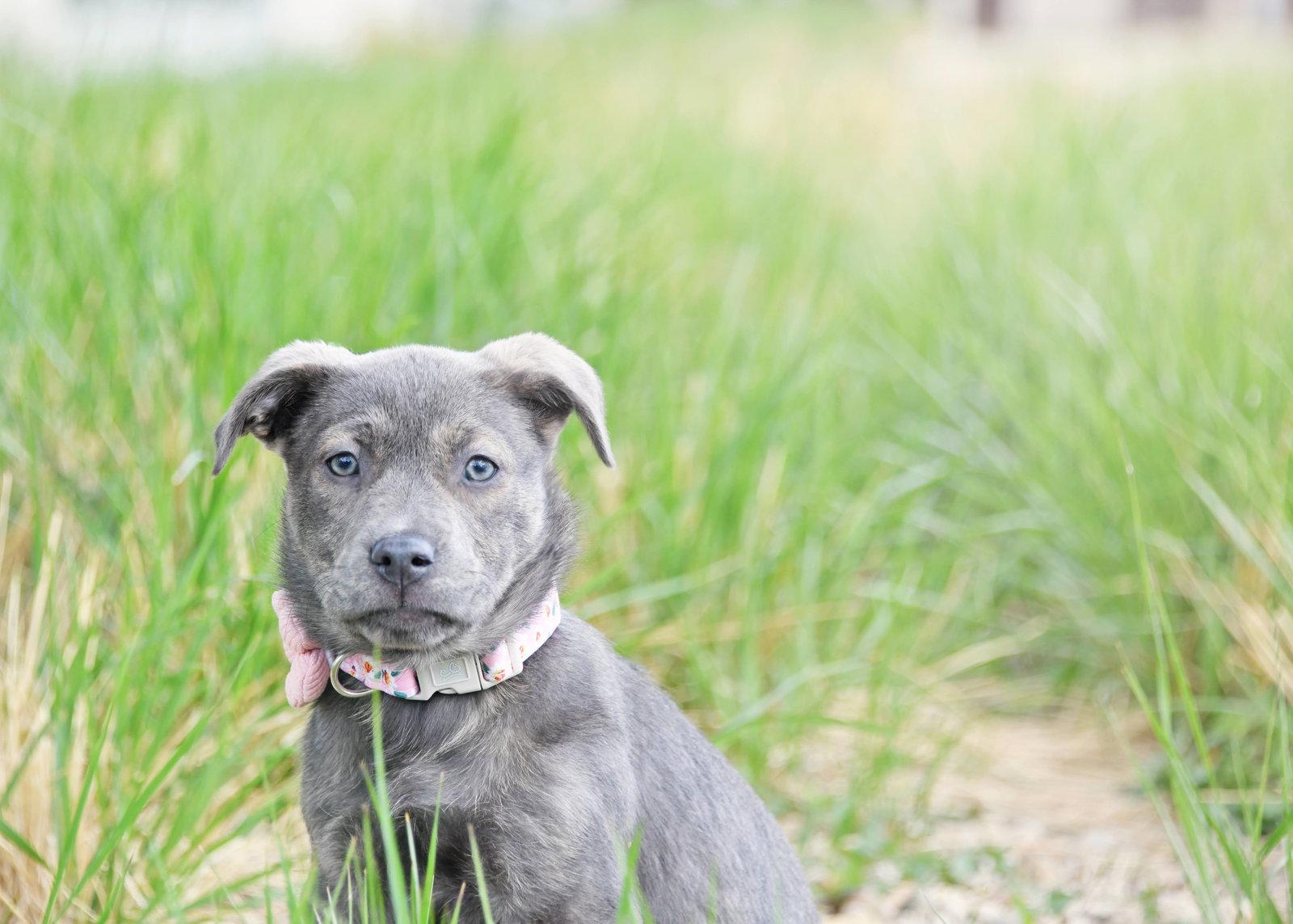 Enlarge Mazy, a Adopted Labrador Retriever in Salt Lake City, UT image 3/3