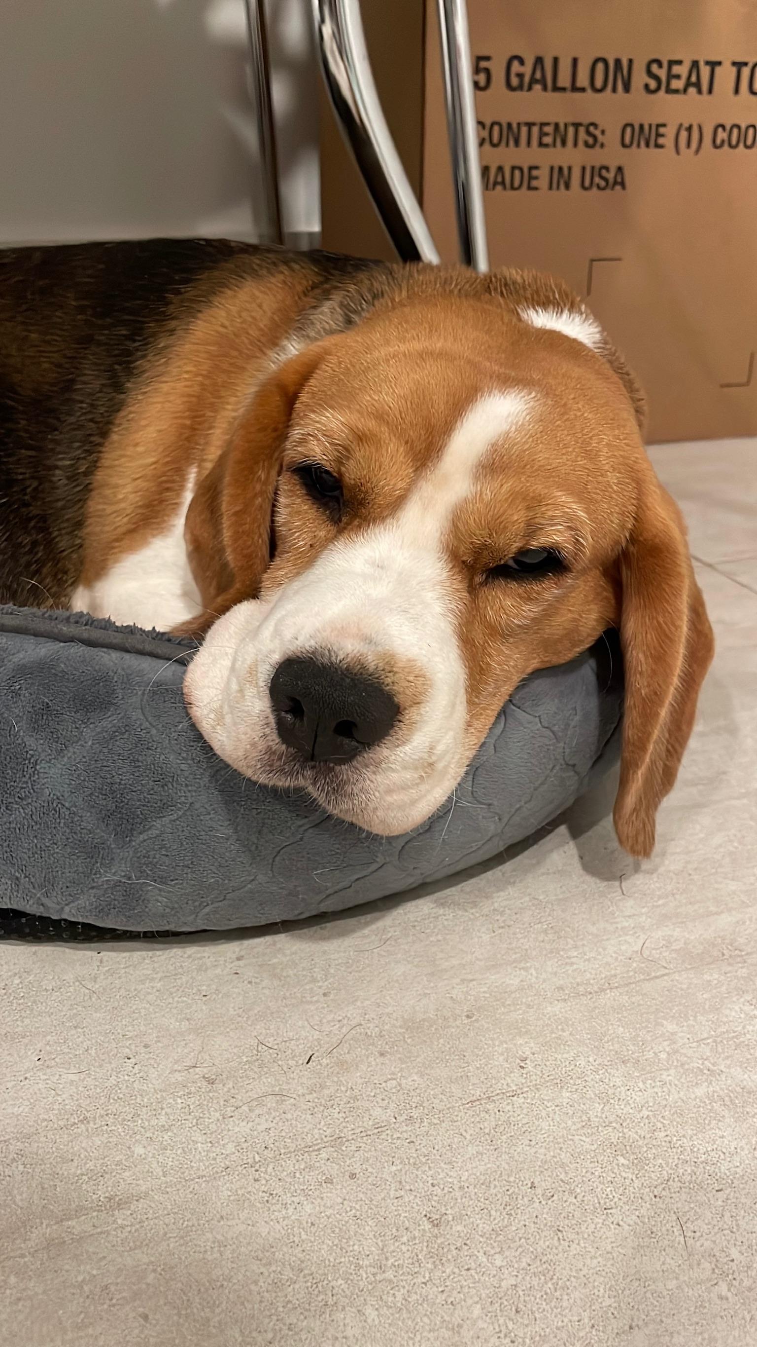 Enlarge Bubbles , a Adoptable Beagle in Miami, FL image 4/5