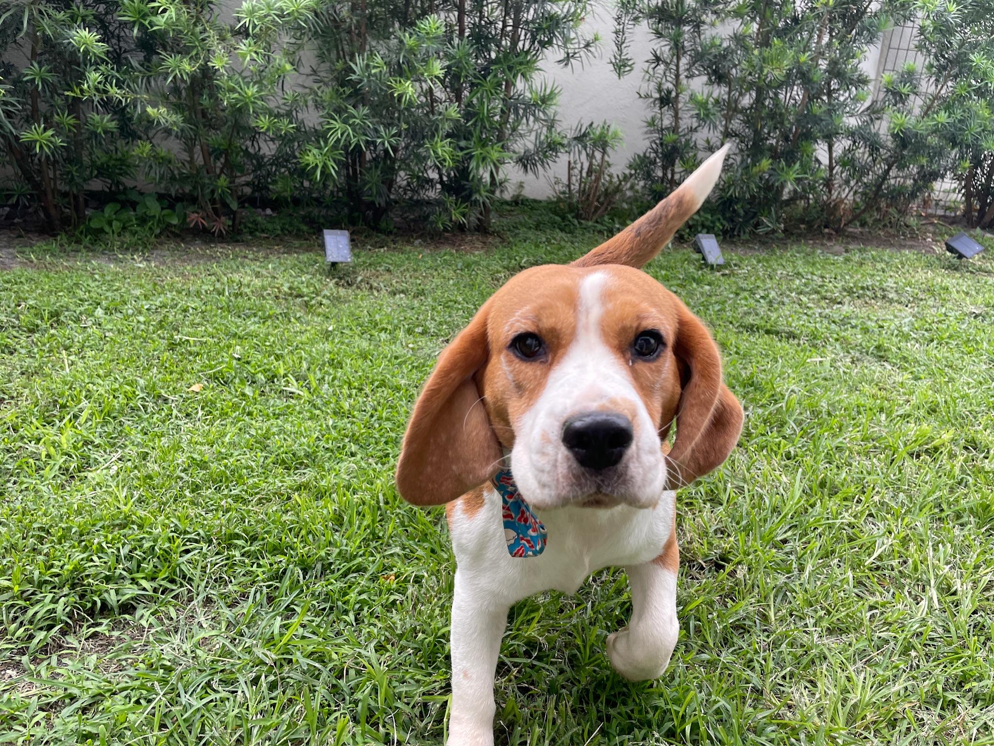 Enlarge Bubbles , a Adoptable Beagle in Miami, FL image 1/5