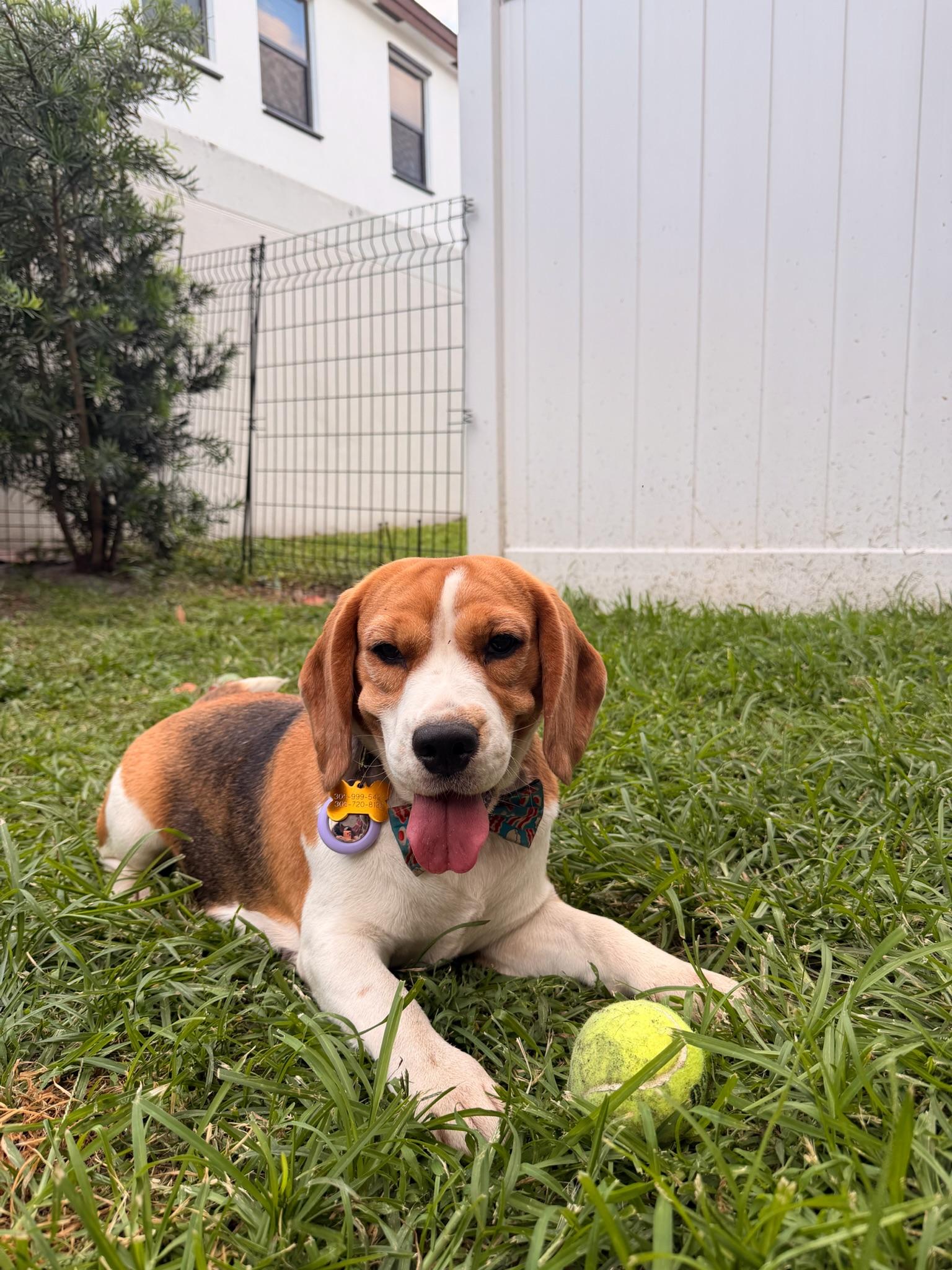 Enlarge Bubbles , a Adoptable Beagle in Miami, FL image 5/5