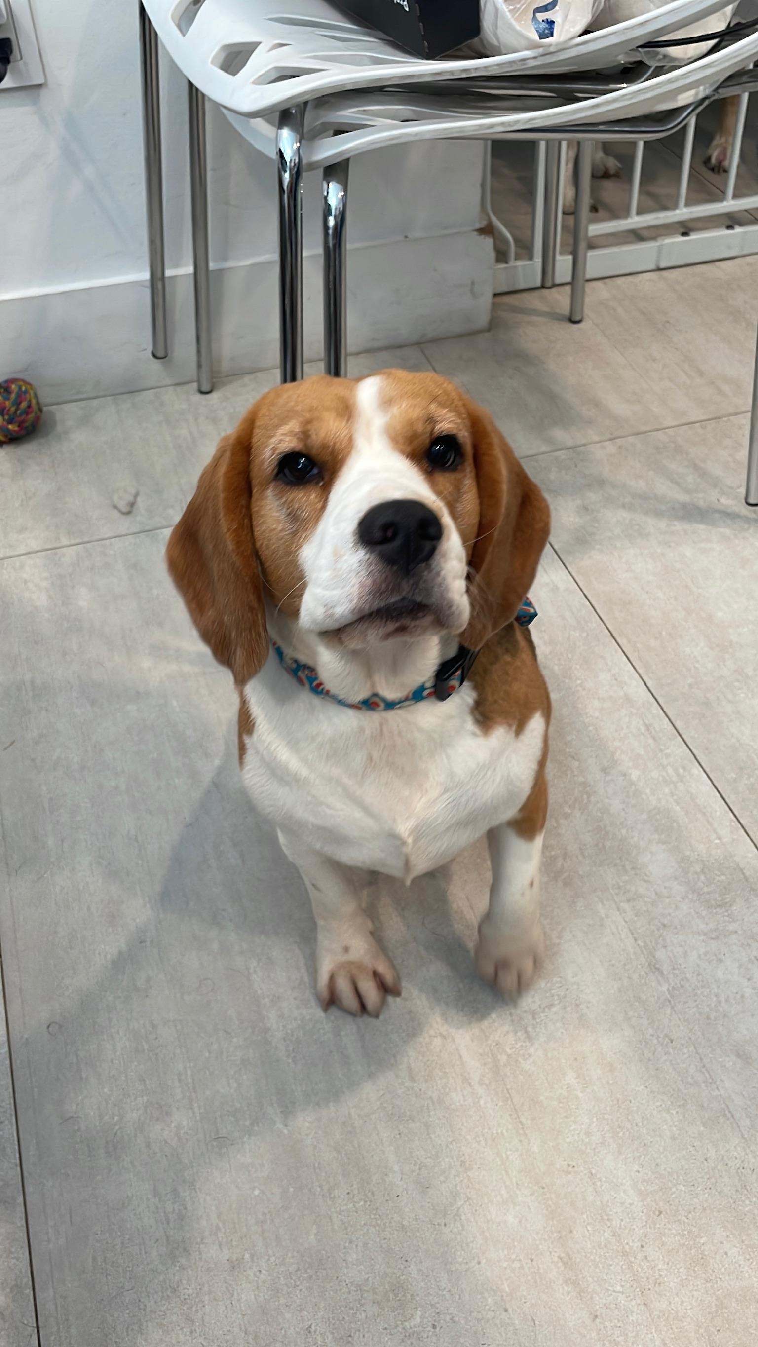 Enlarge Bubbles , a Adoptable Beagle in Miami, FL image 2/5